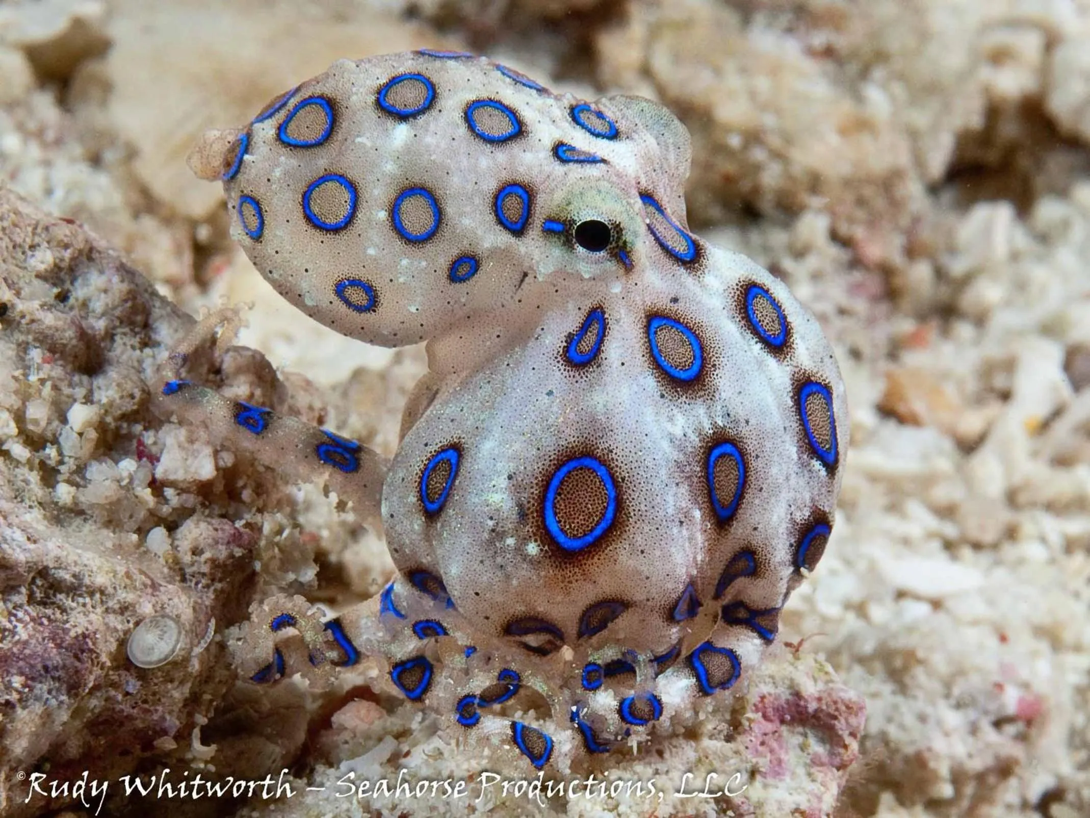 Borneo Divers Mabul Resort