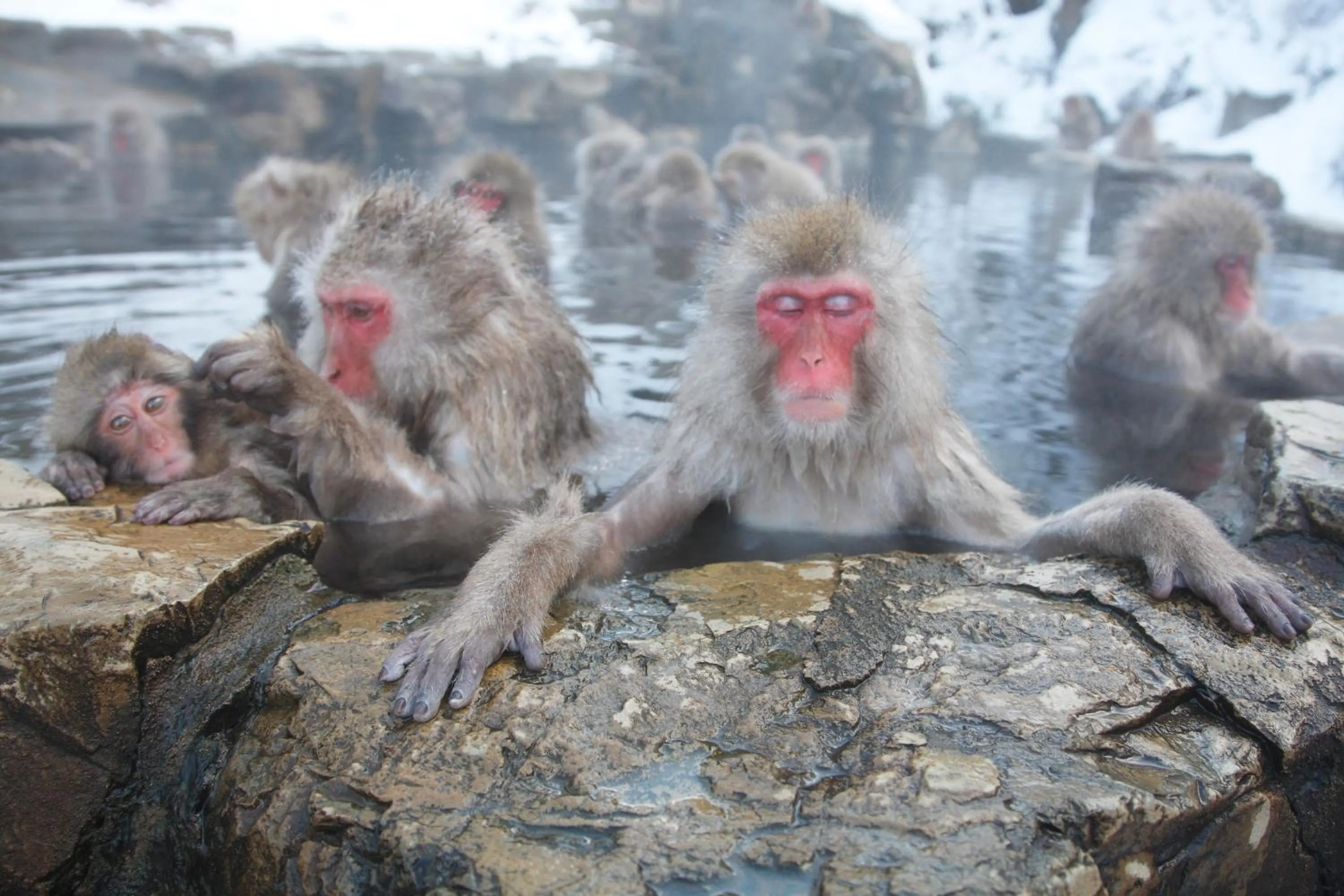 Area and facilities in Yudanaka Seifuso