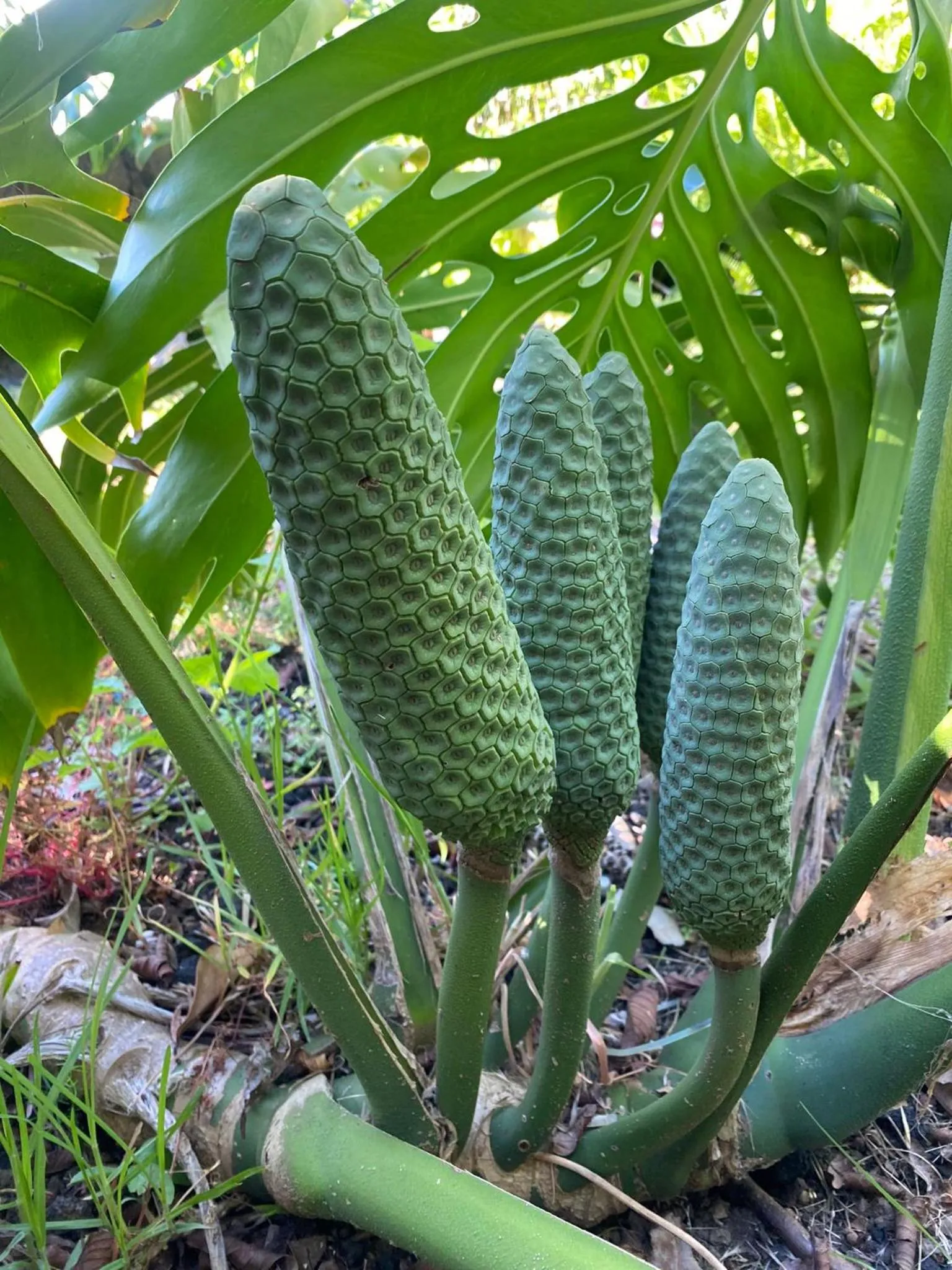 Garden in Apartamentos Turisticos Verdemar