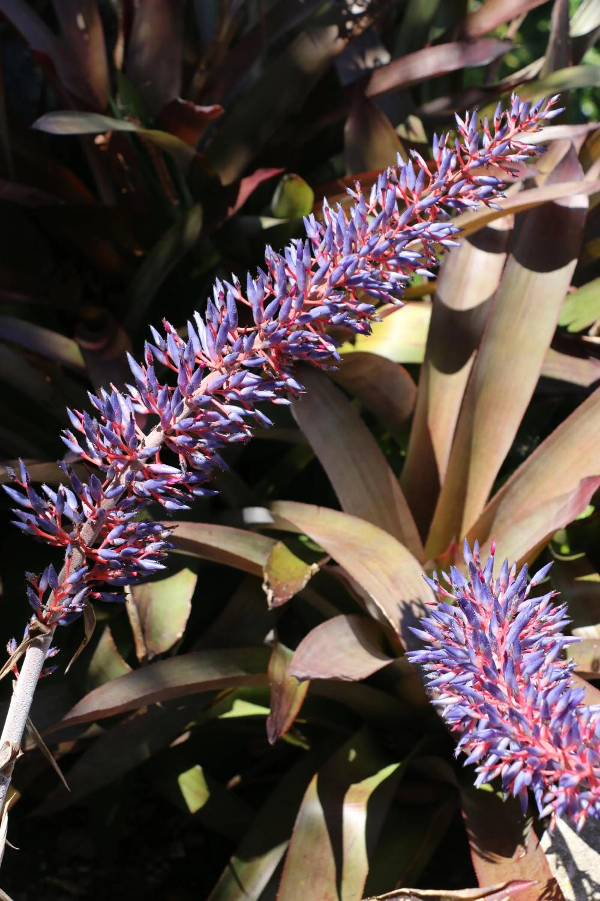 Spring in Apartamentos Turisticos Verdemar