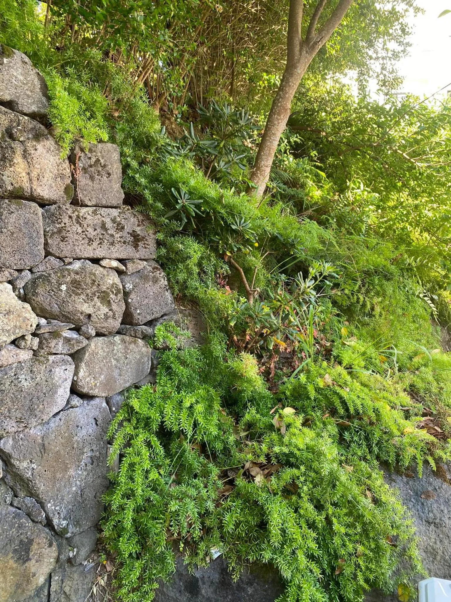 Garden in Apartamentos Turisticos Verdemar