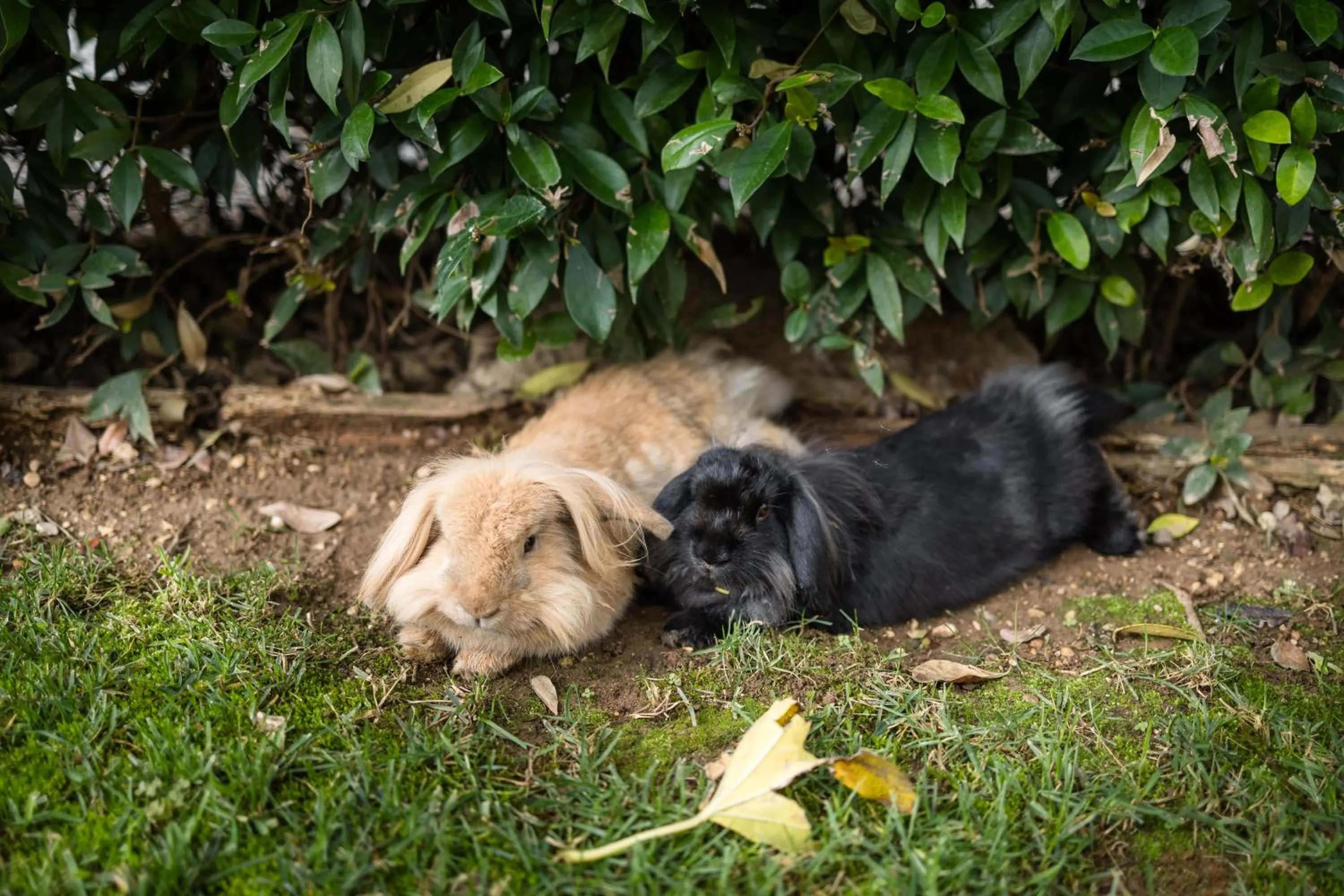 Garden in B&B Corte del Mincio