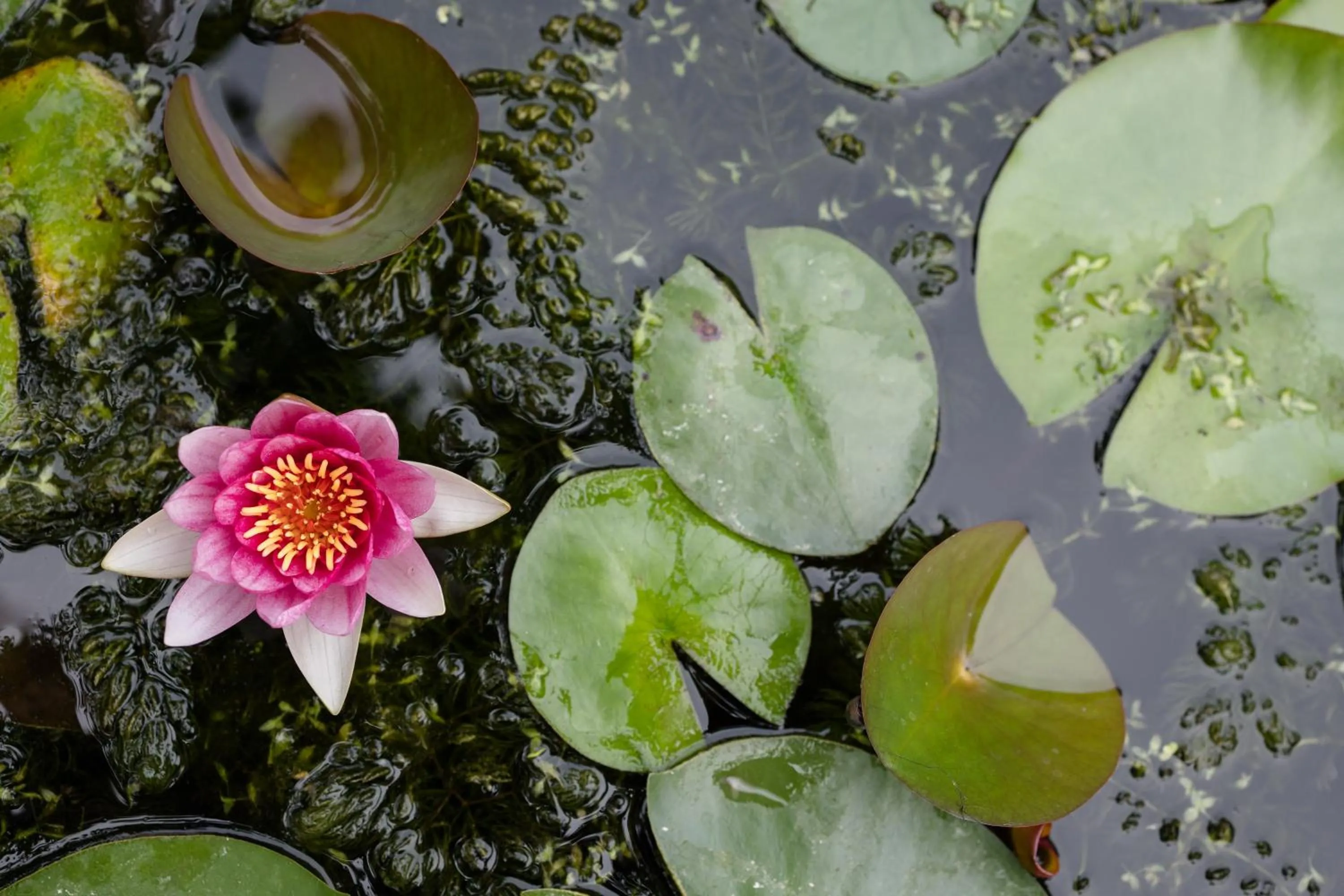 Garden in B&B Corte del Mincio