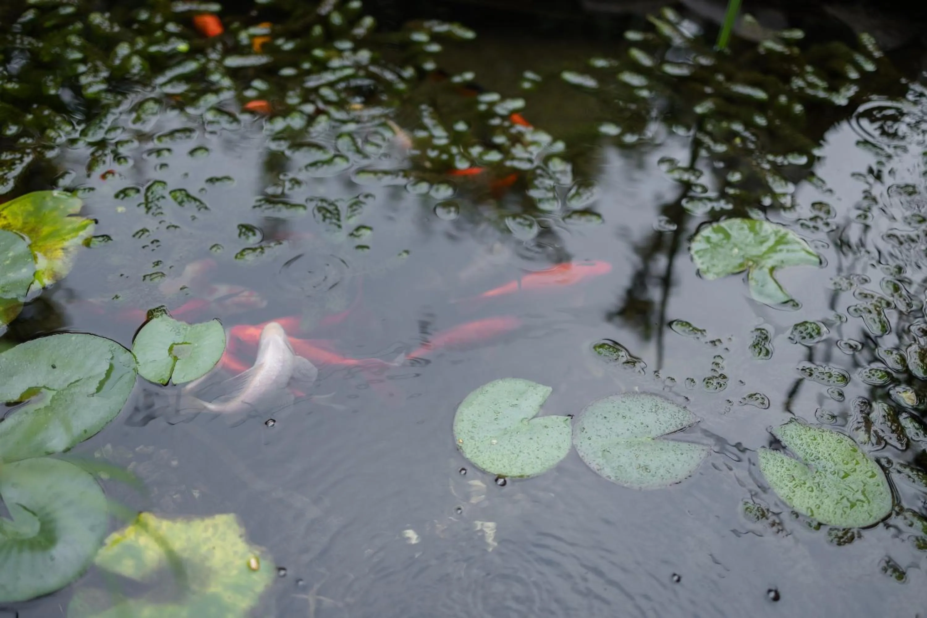 Natural landscape in B&B Corte del Mincio