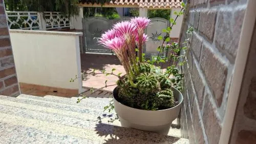 Phiniscollis B&B