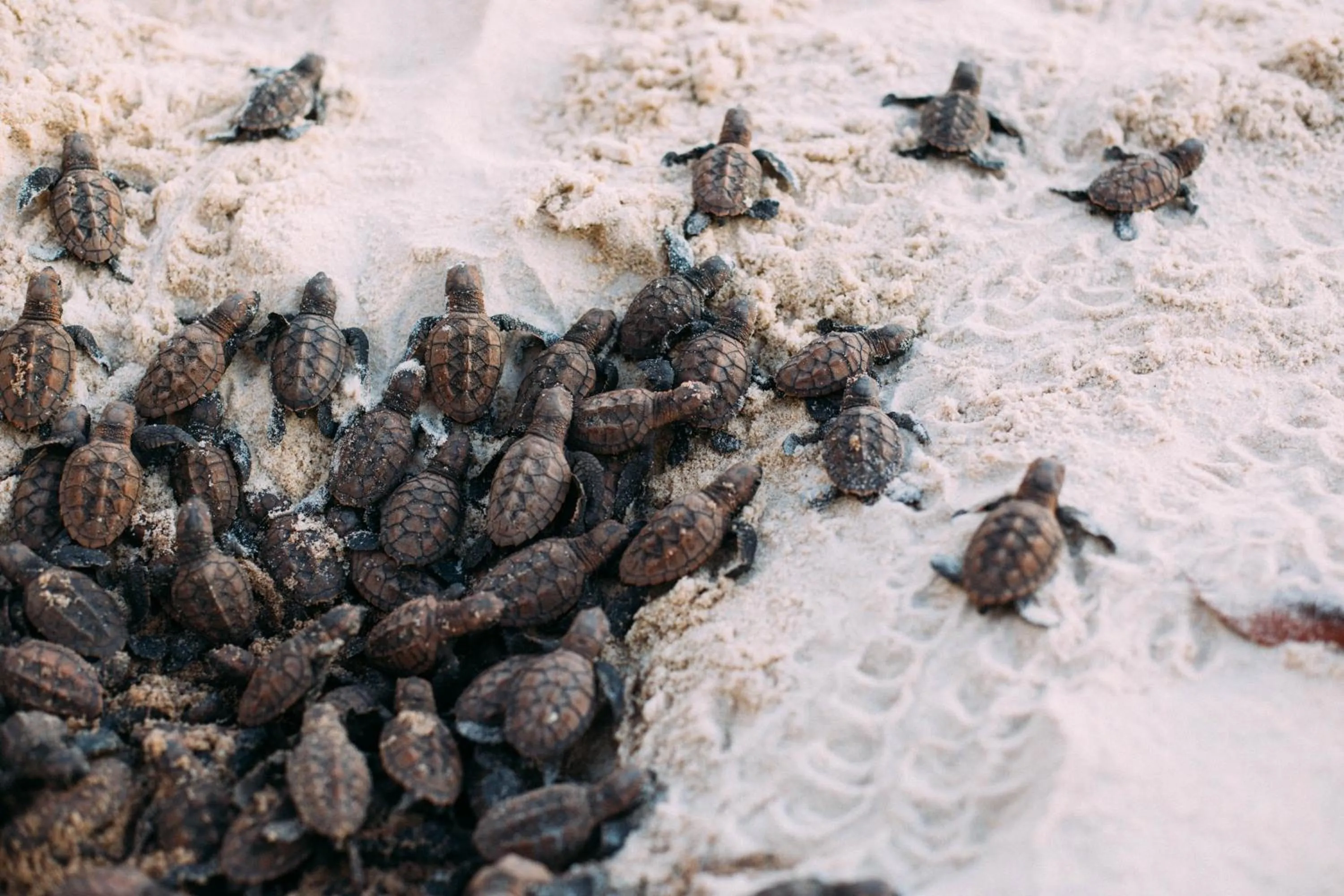 Beach in Kilombo Villas & Spa