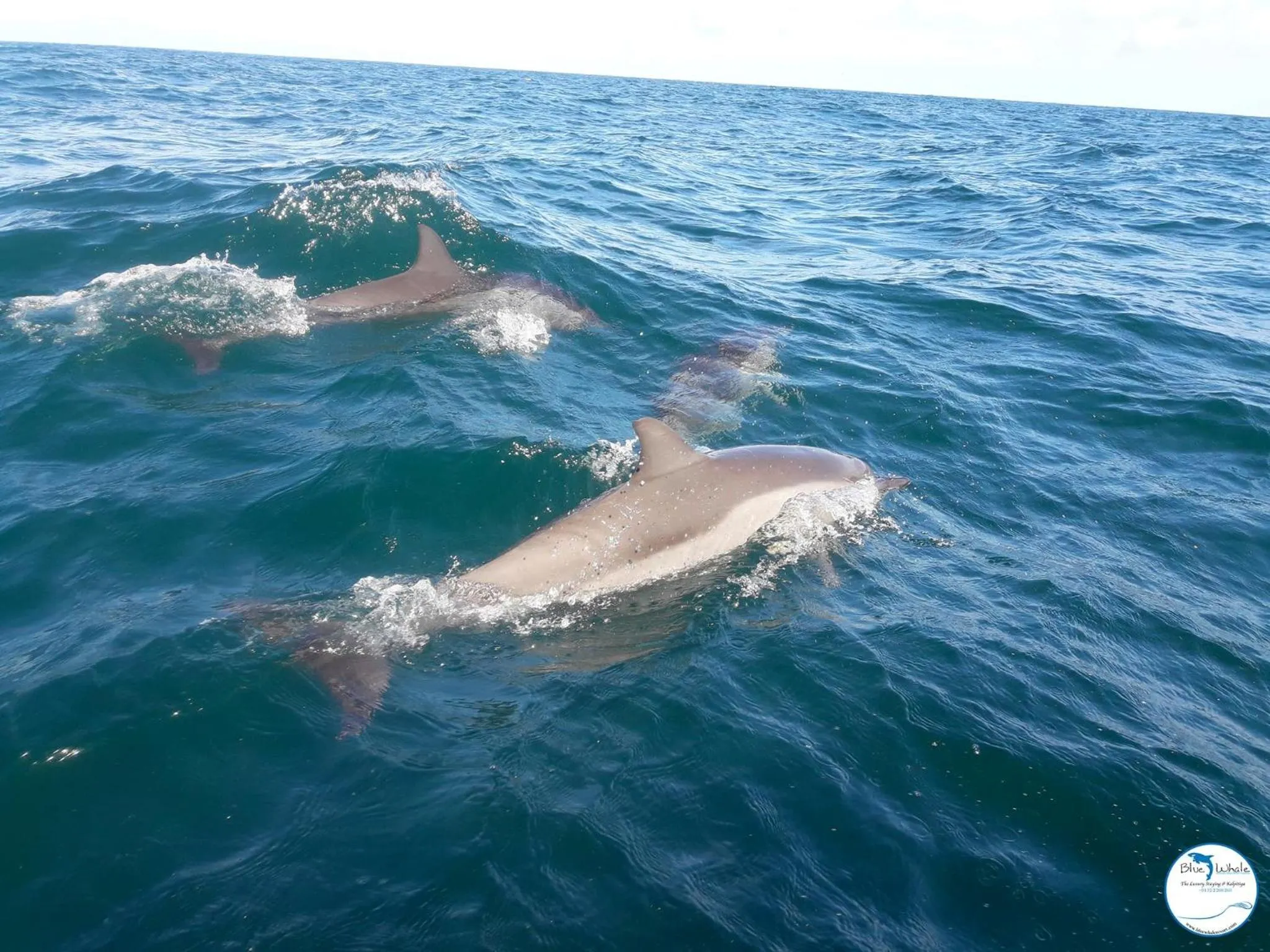 Activities in Blue Whale Resort & Kite Surfing