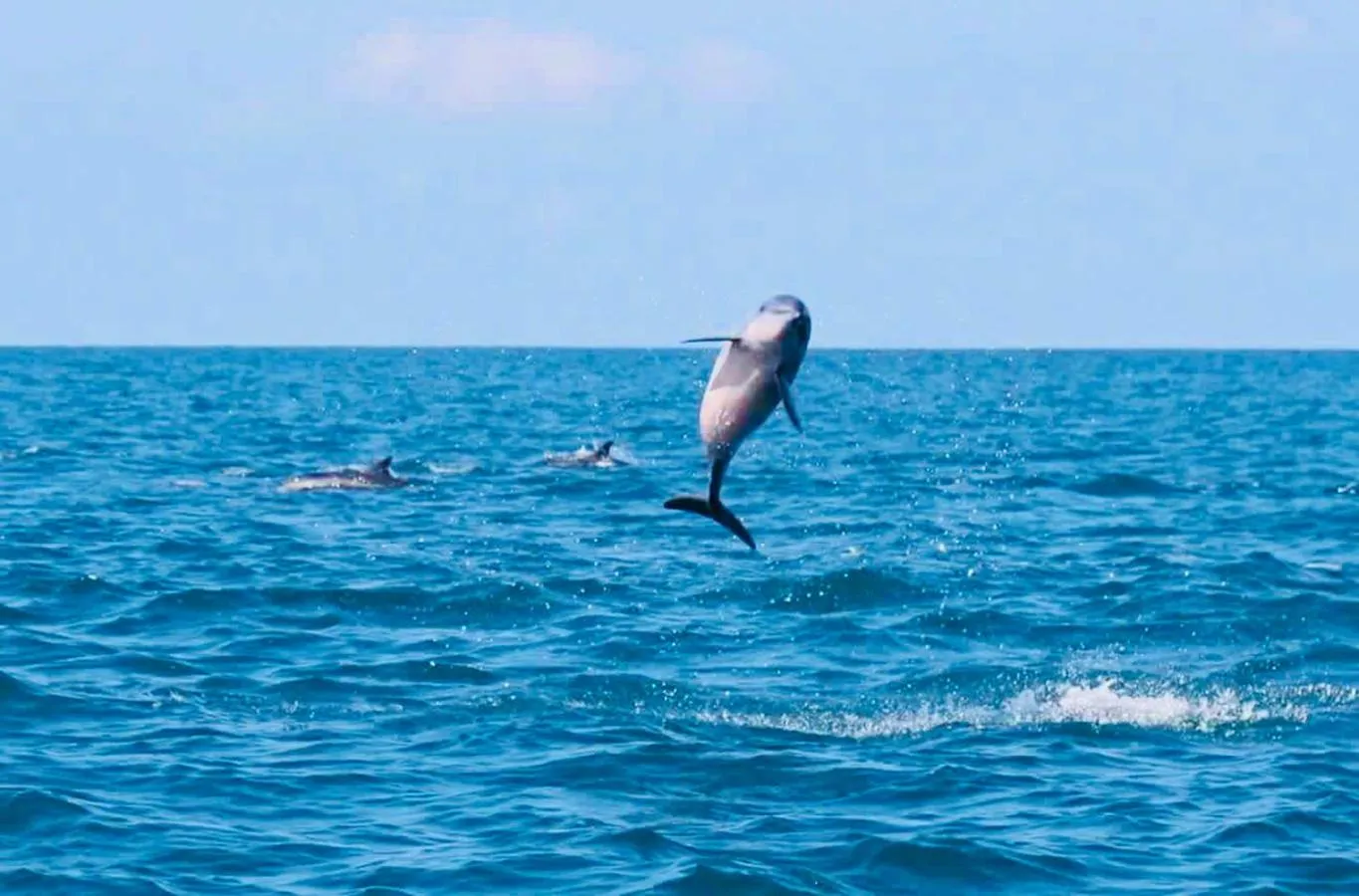 Activities in Blue Whale Resort & Kite Surfing