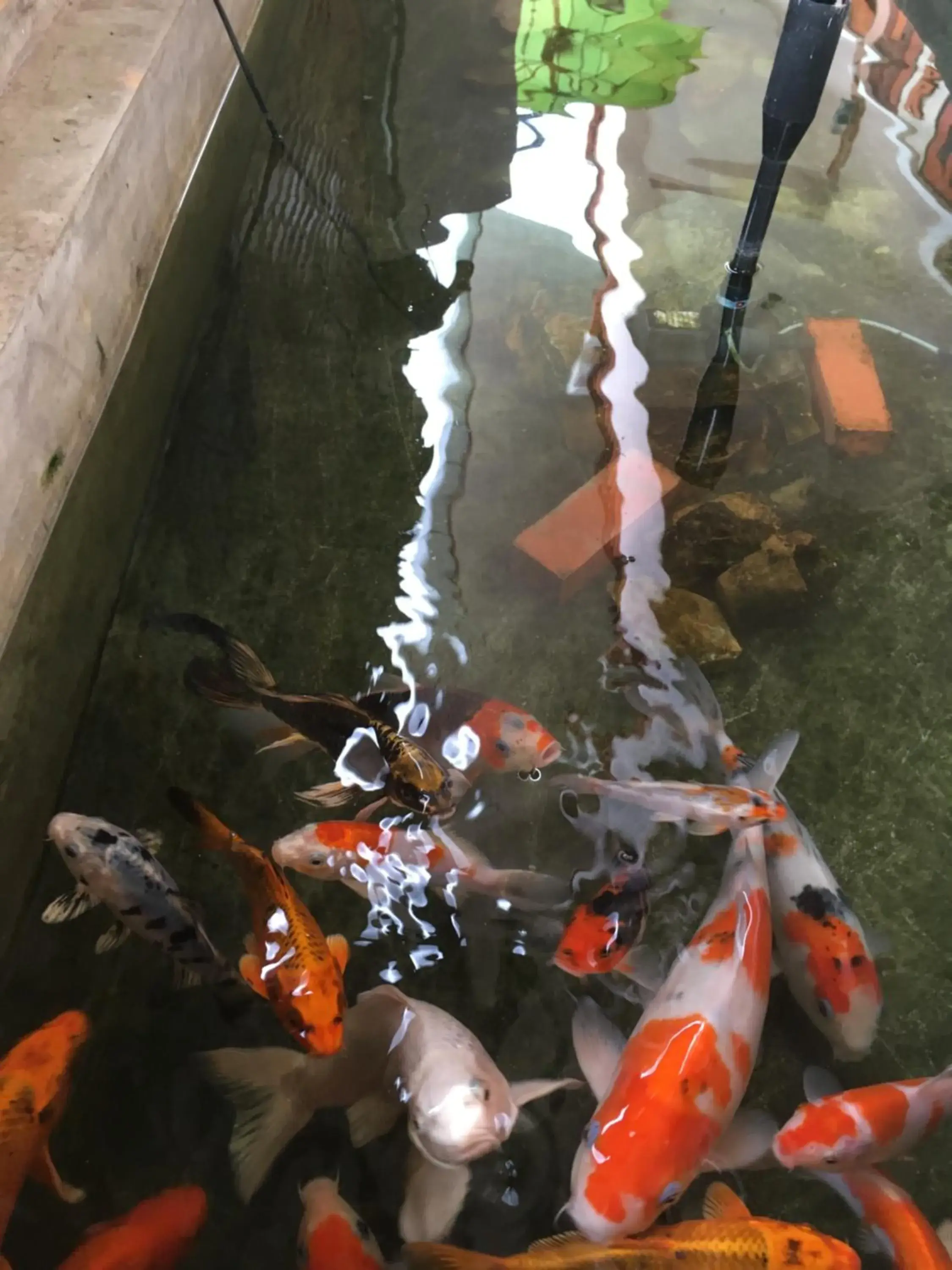 Garden view in Siam Guesthouse Garden view in Siam Guesthouse