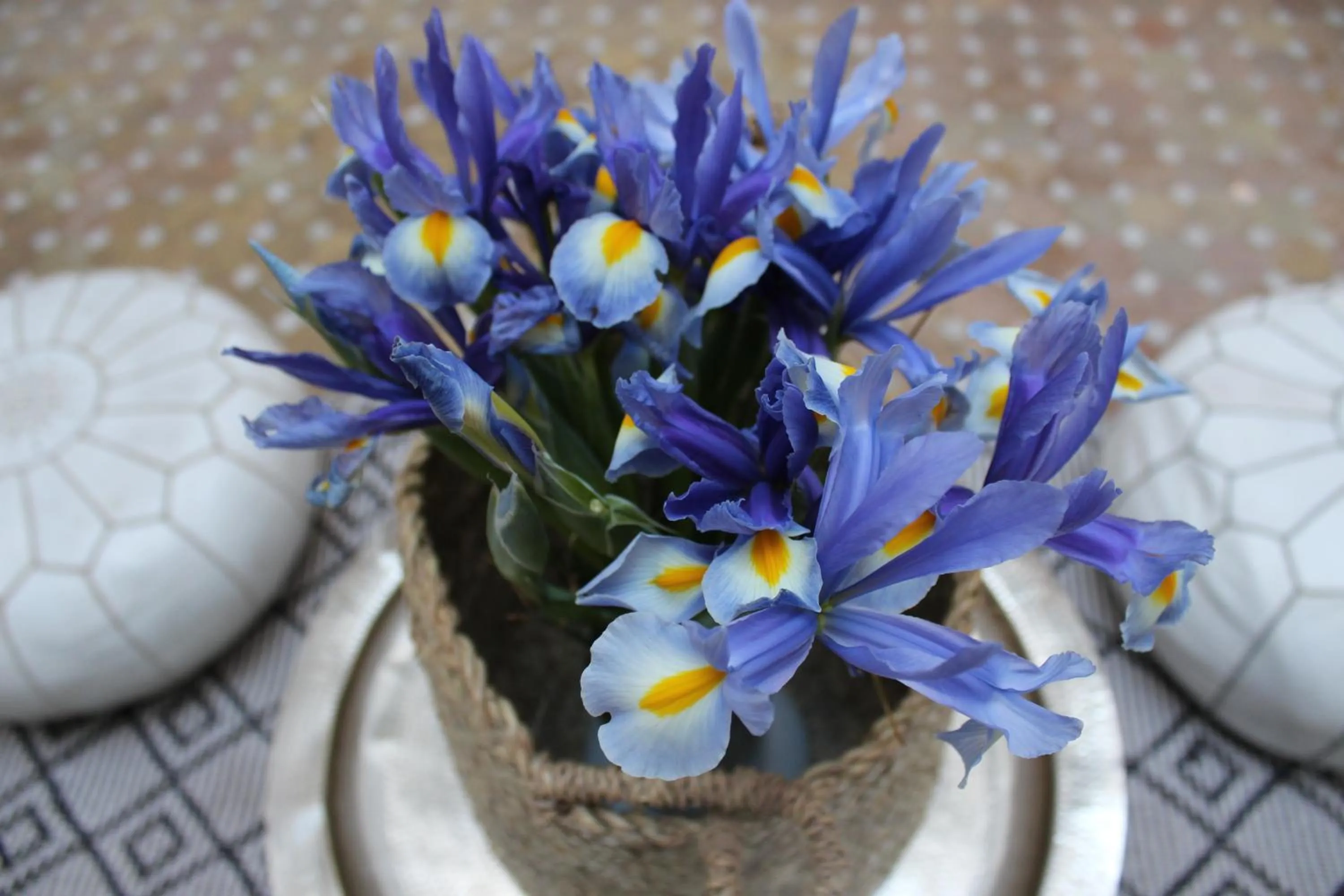 Spring in Riad El Arco ROOFTOP POOL & Spa