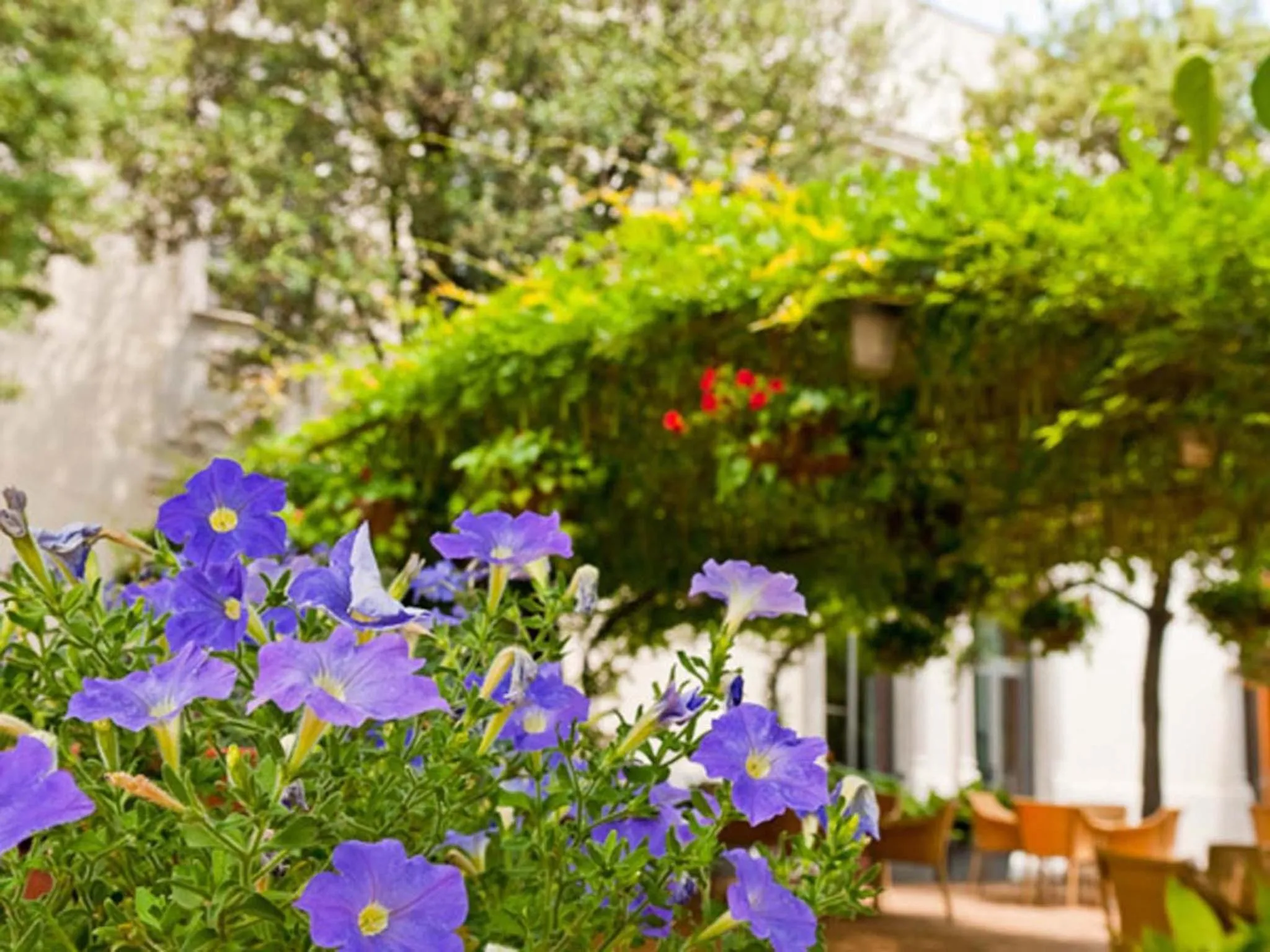Garden in Hotel Balneario Prats