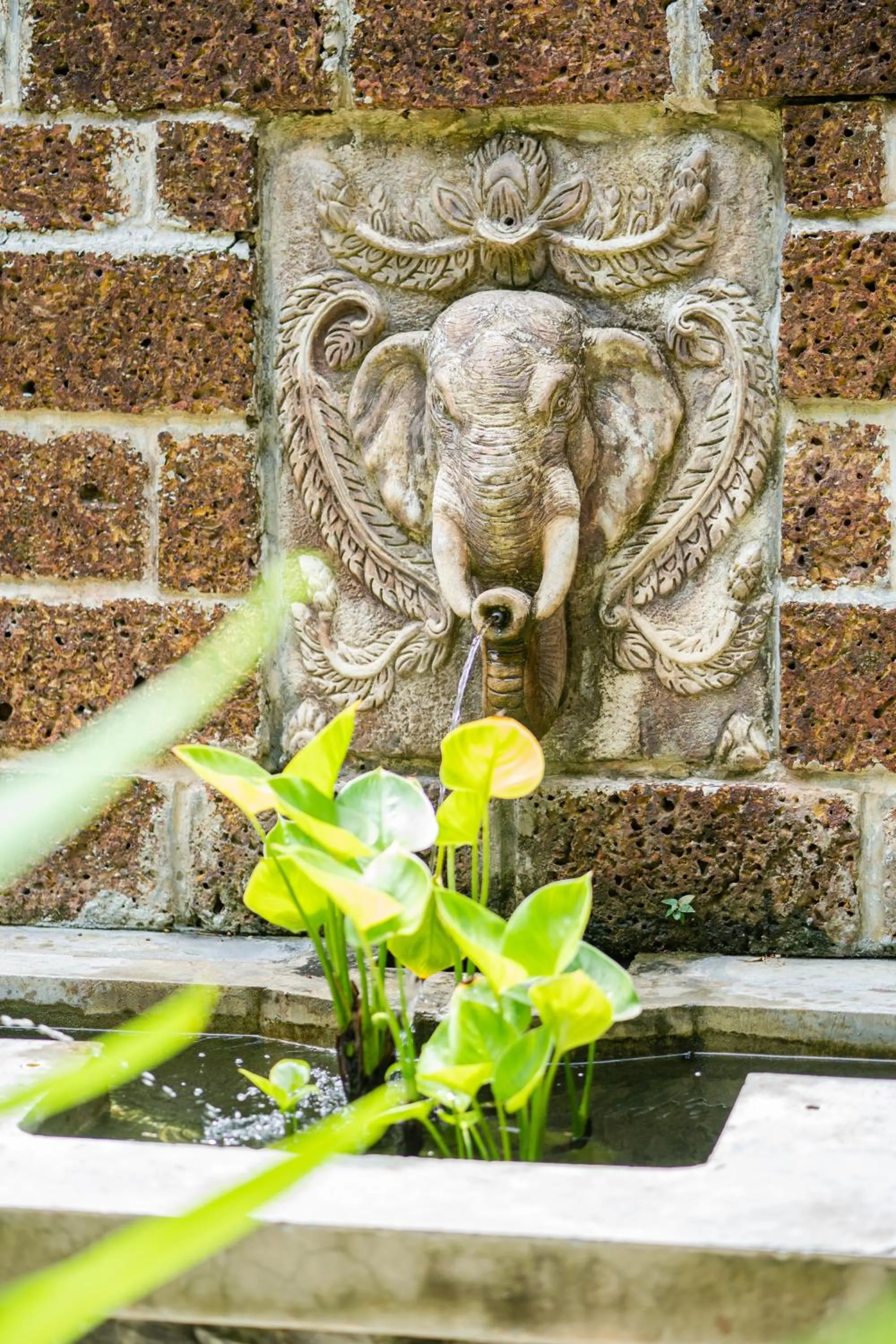 Garden in Rummana Boutique Resort - SHA Plus