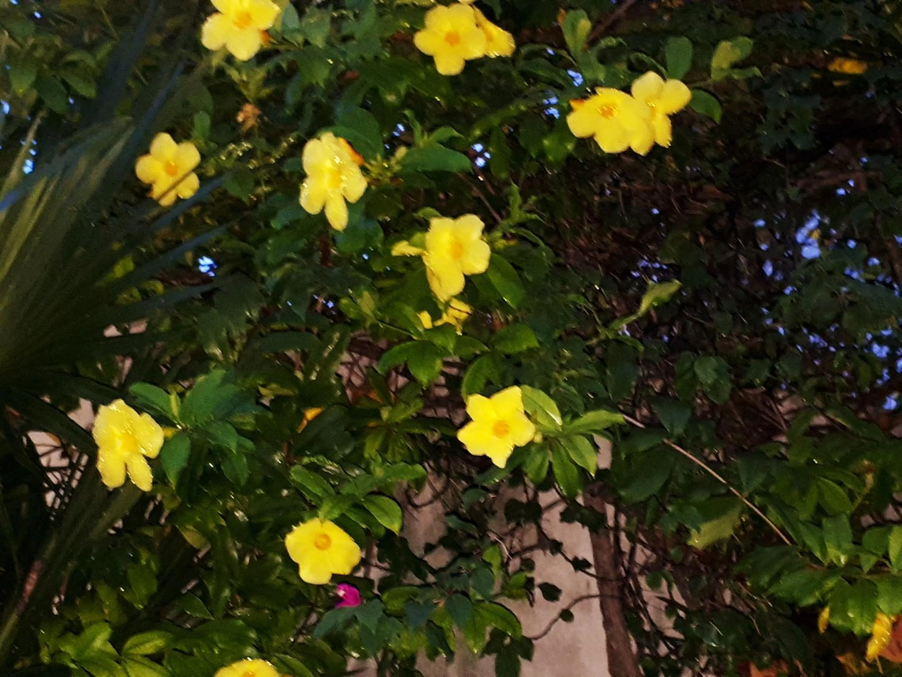 Garden view in Casa Nona Azul
