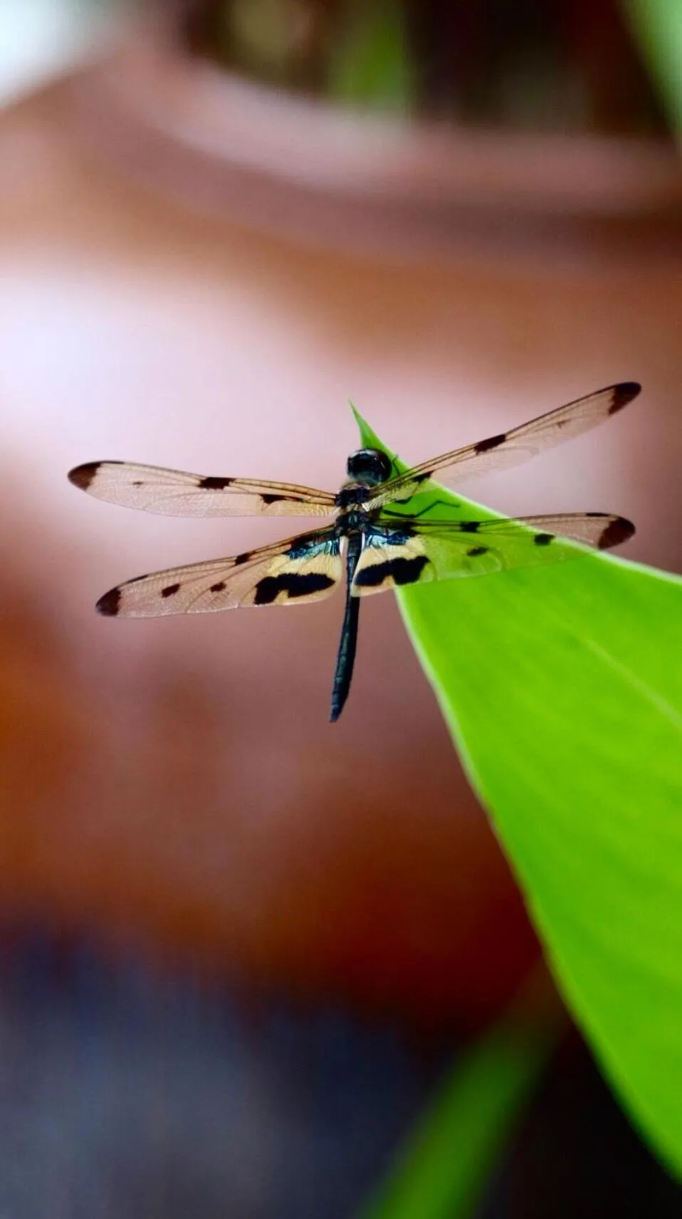 Nornlamphun Boutique Hotel