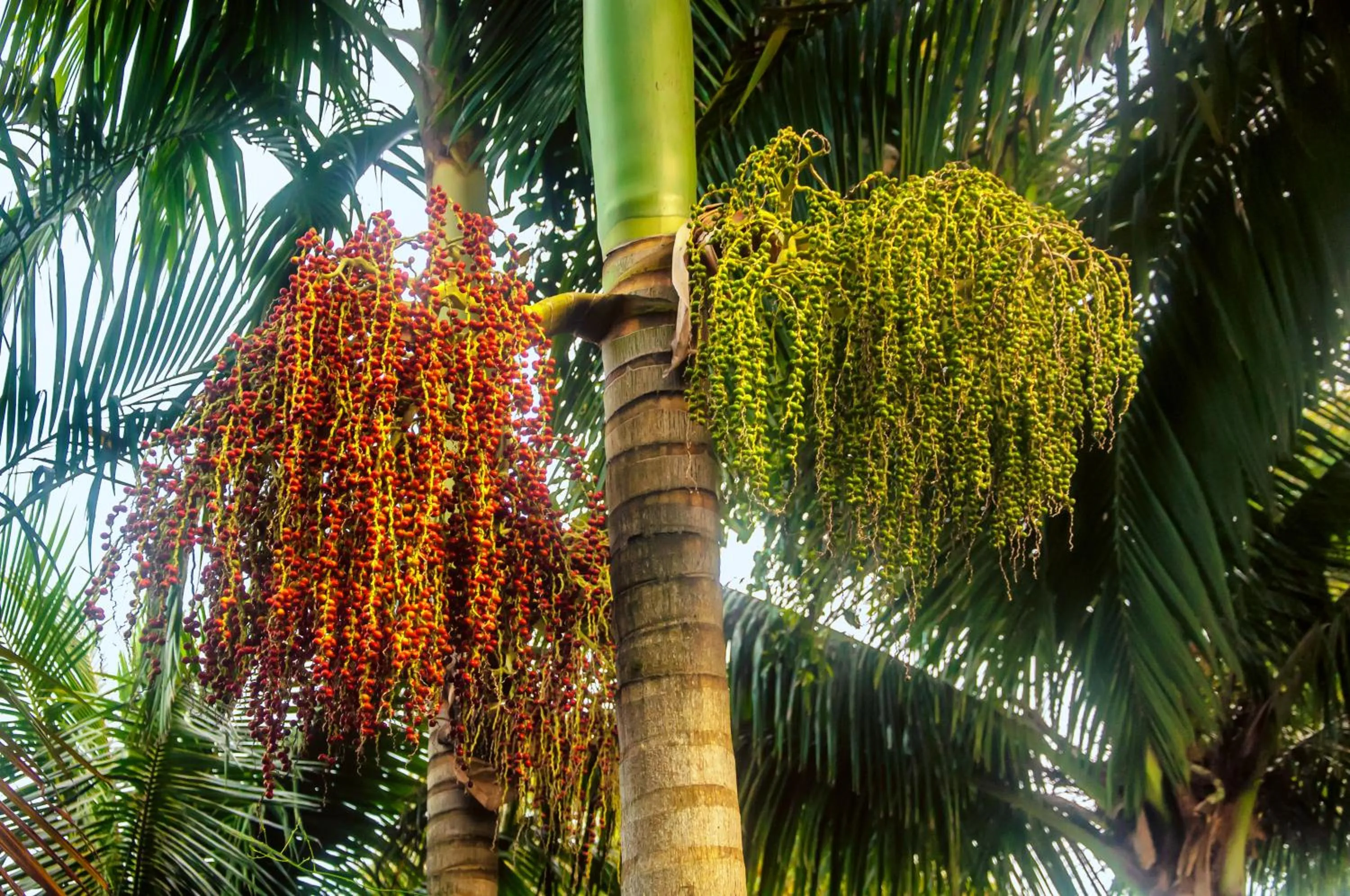 Garden in Pousada Marimar