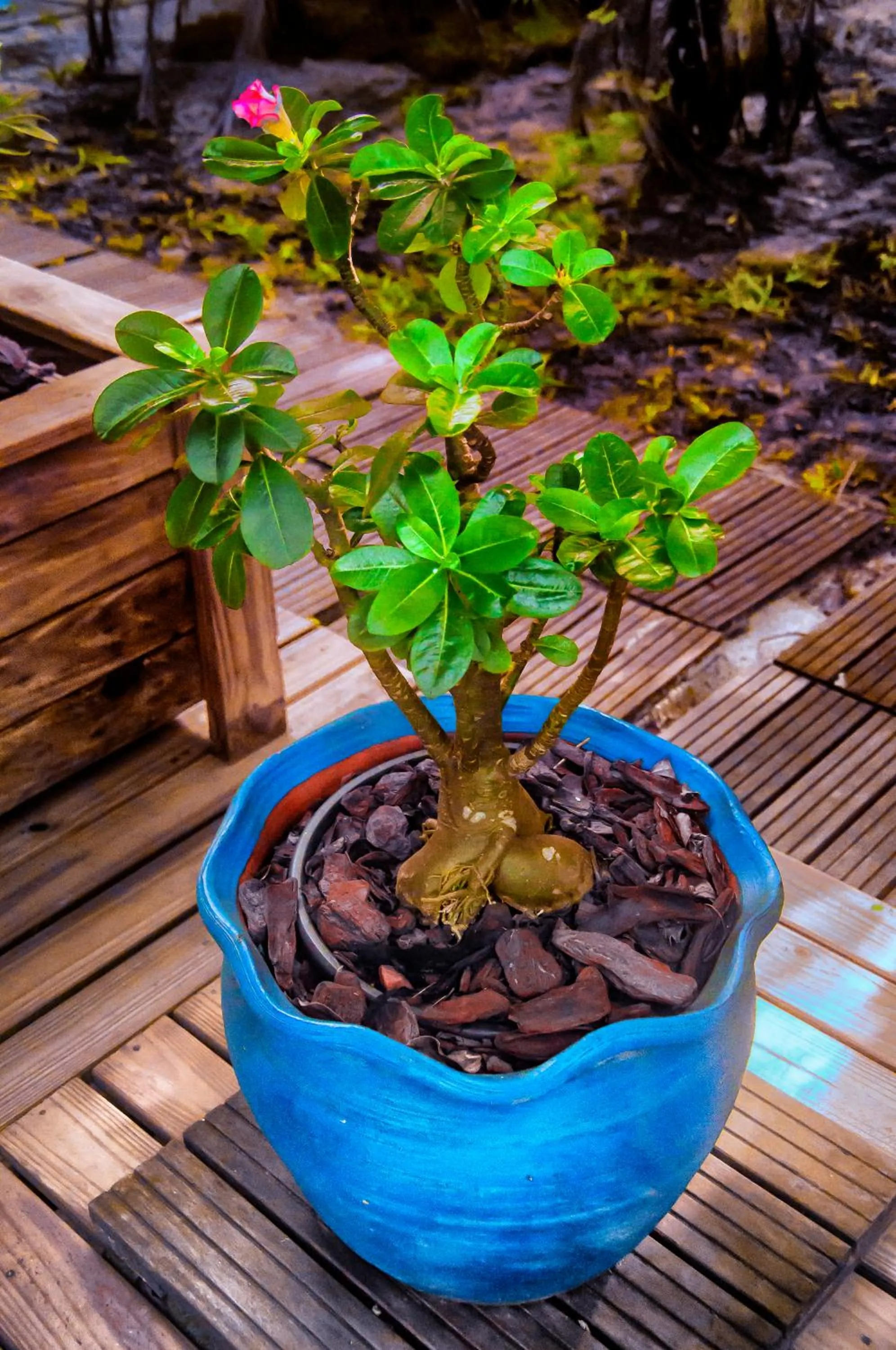 Garden in Pousada Marimar