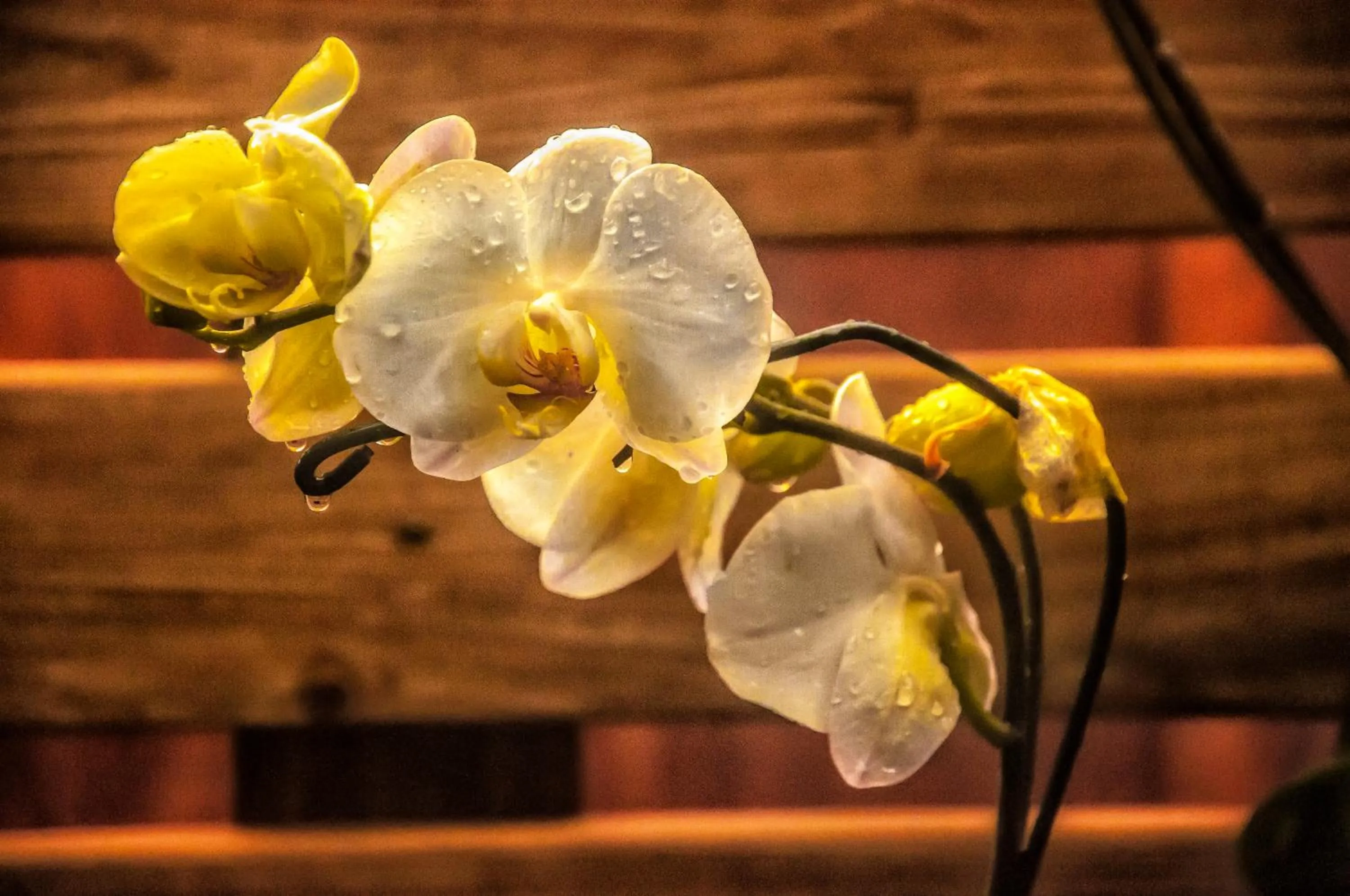 Garden in Pousada Marimar