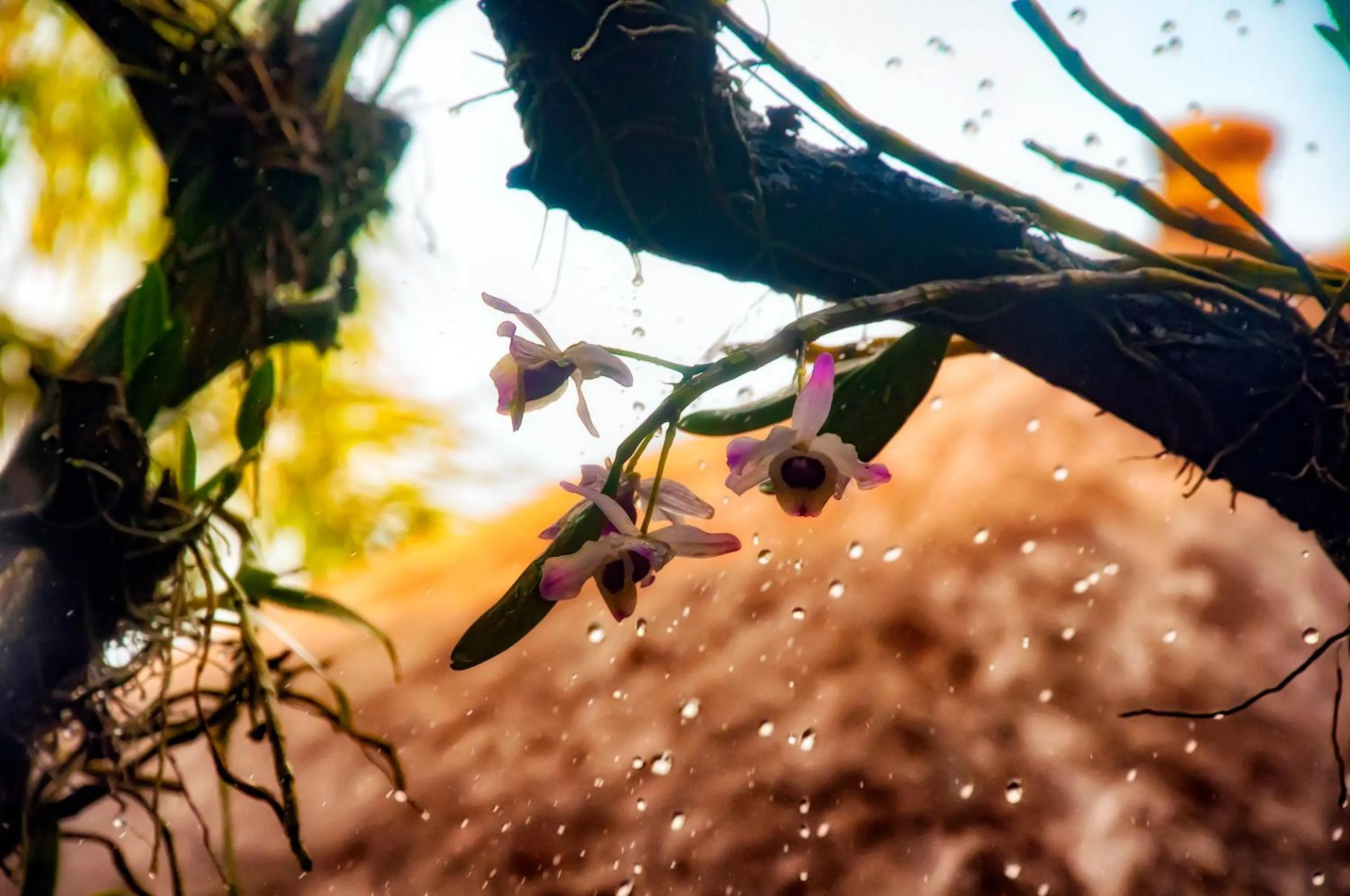 Garden view in Pousada Marimar