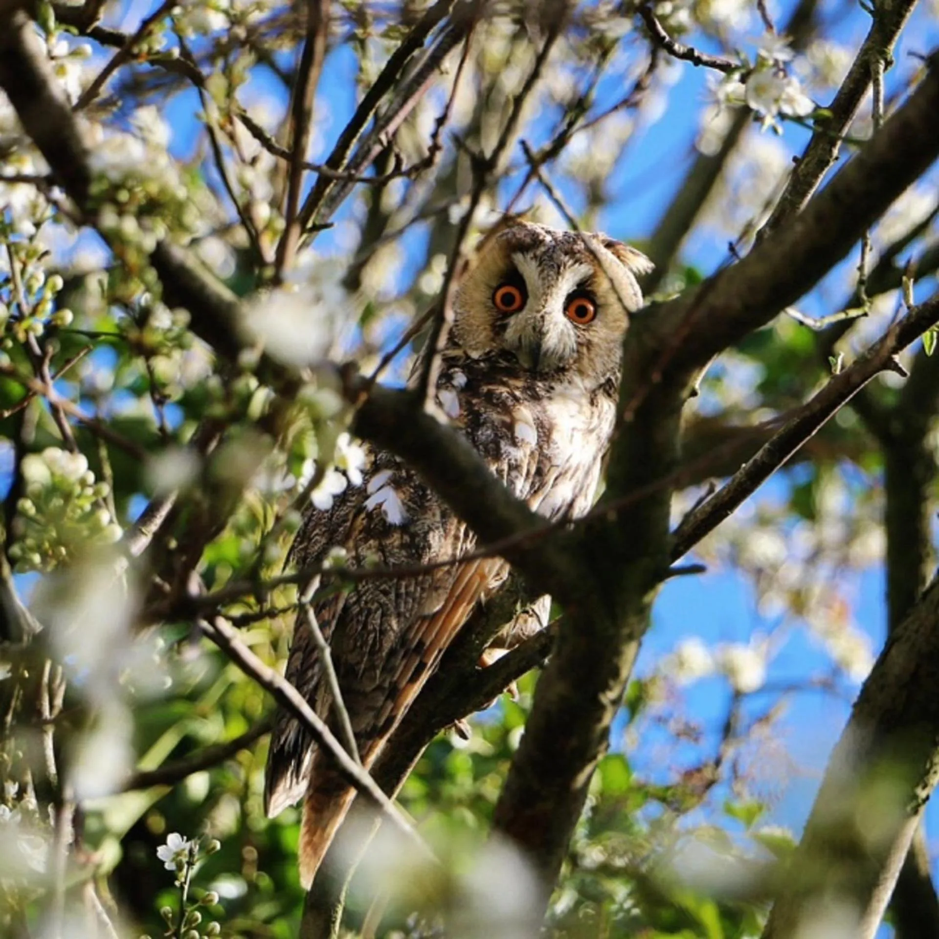 Garden in Logement Nij Bonga Holwerd