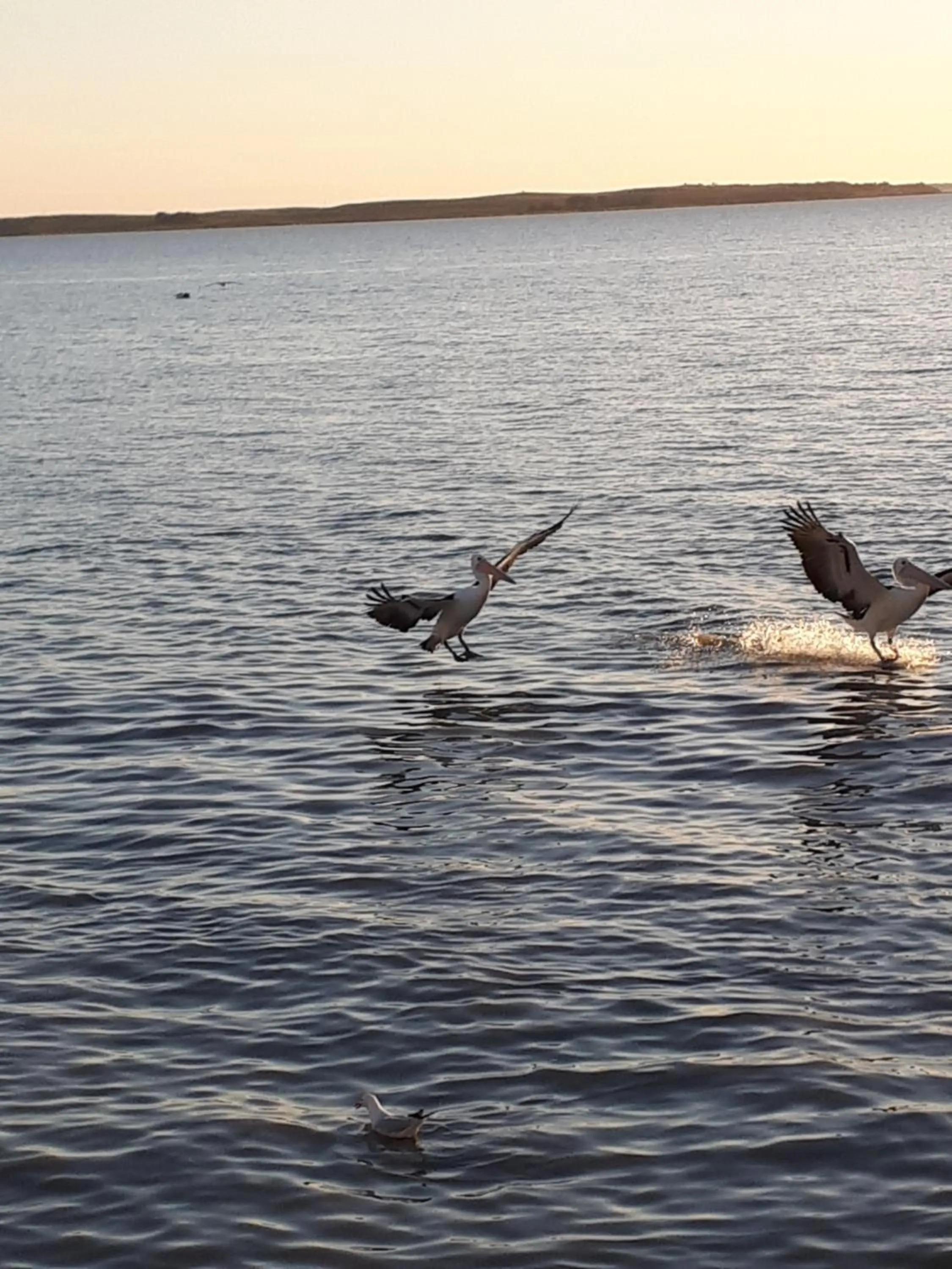 Natural landscape in Meningie Waterfront Motel