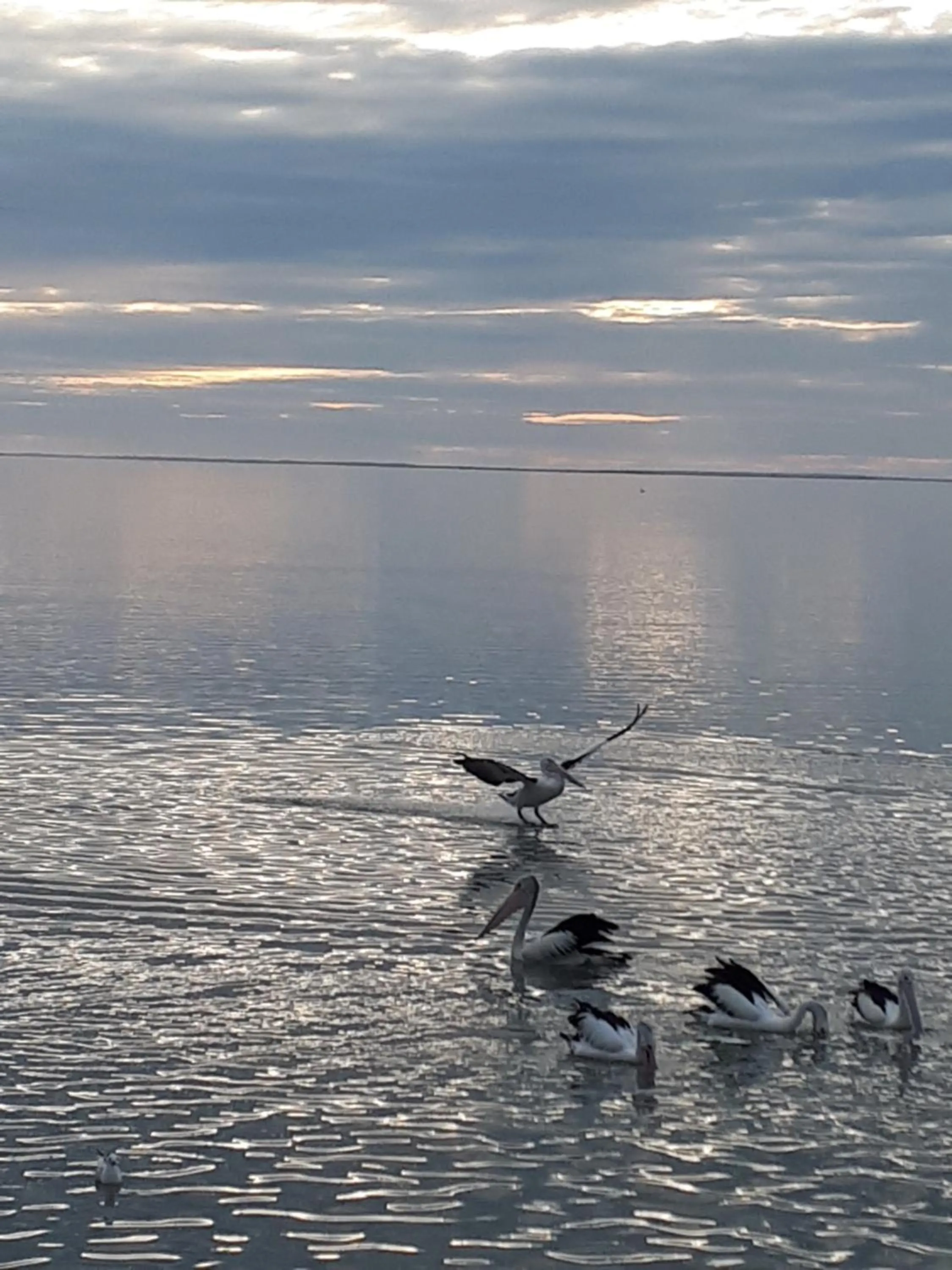 Natural landscape in Meningie Waterfront Motel