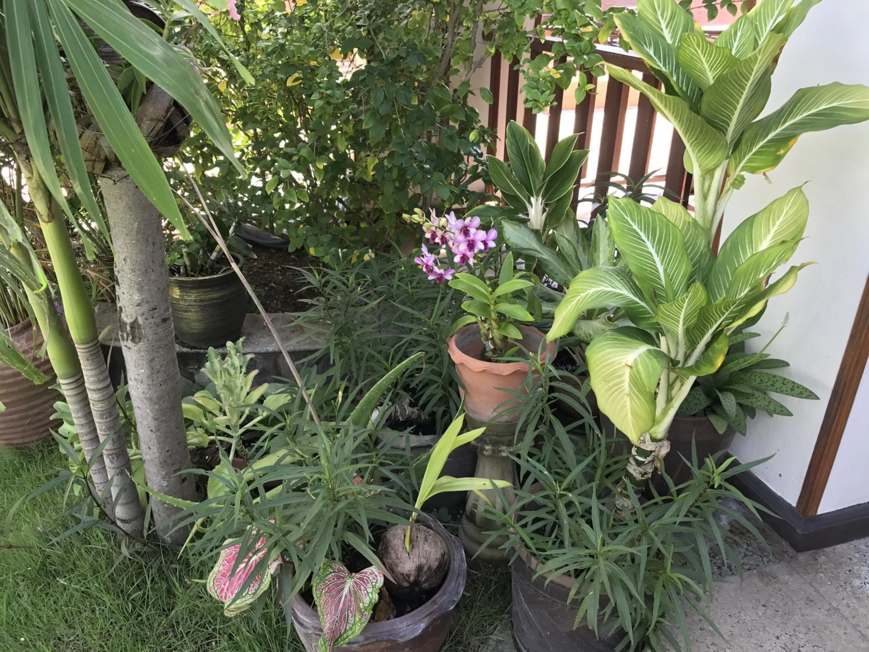 Garden in Palm Beach Resort