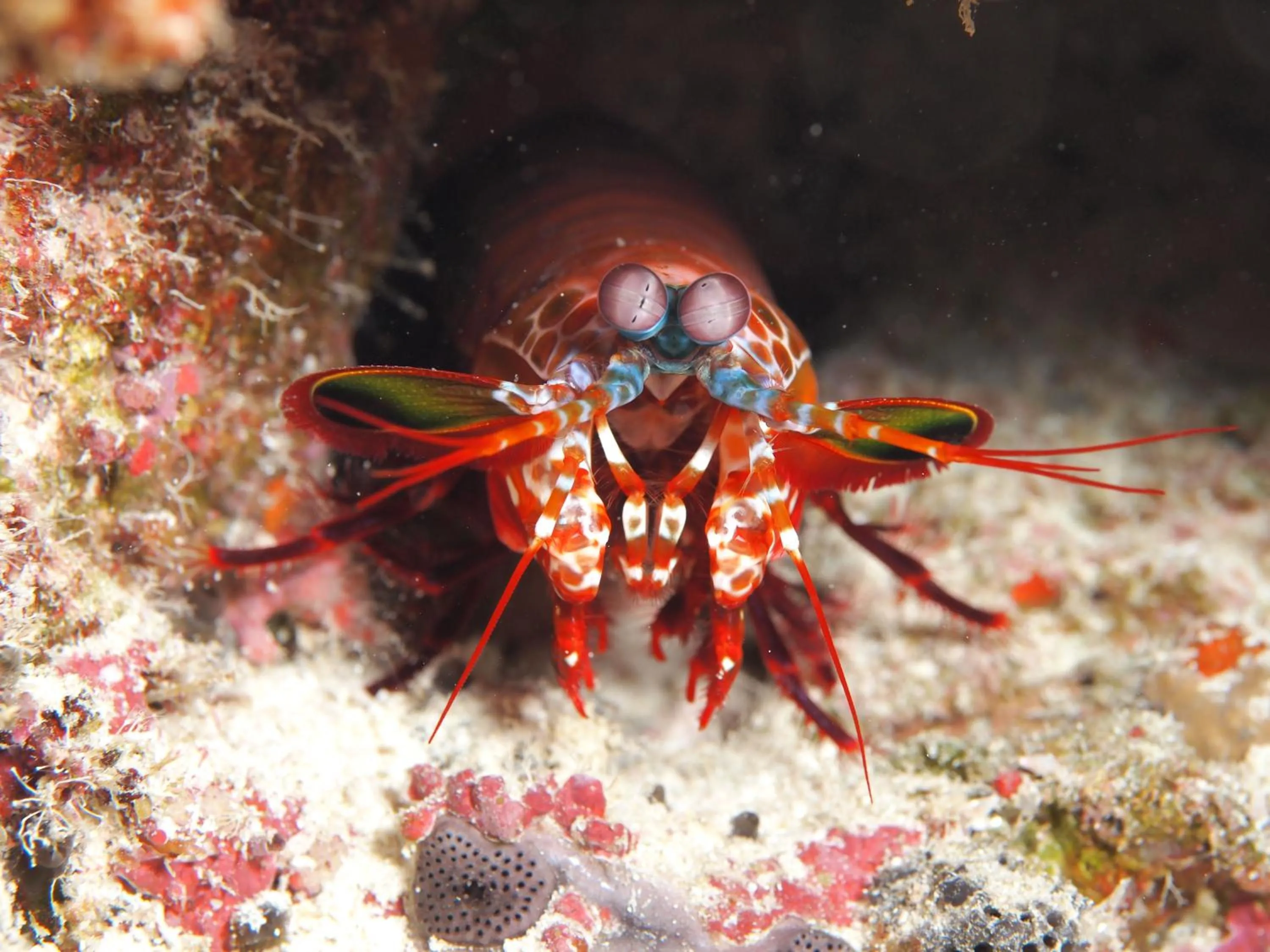 Animals in Araamu Hotels Maldives at Dhiffushi