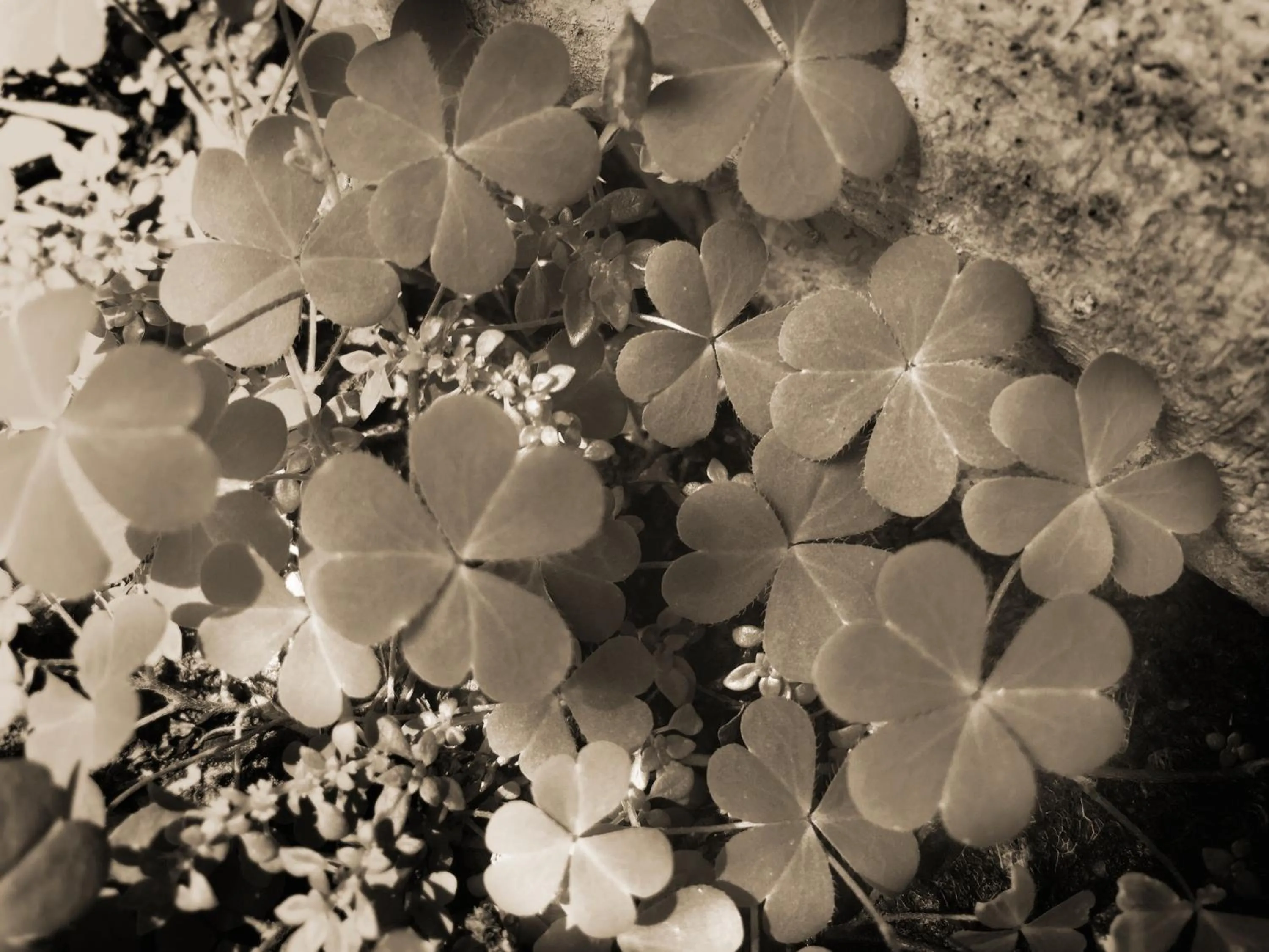 Garden in Refillnow! Hostel