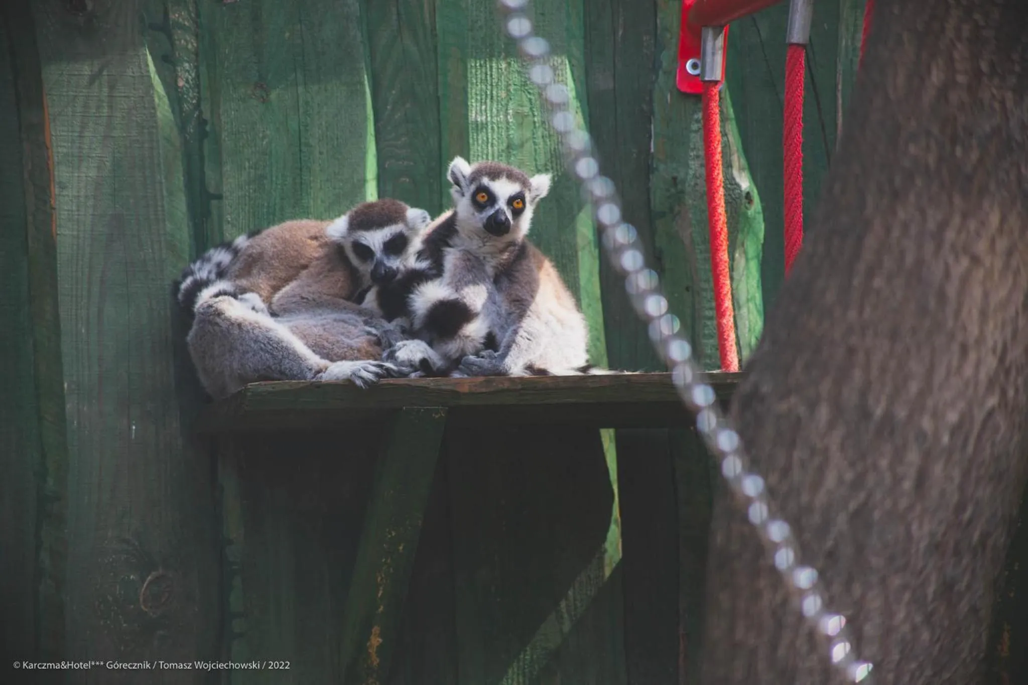 Animals in Hotel Górecznik
