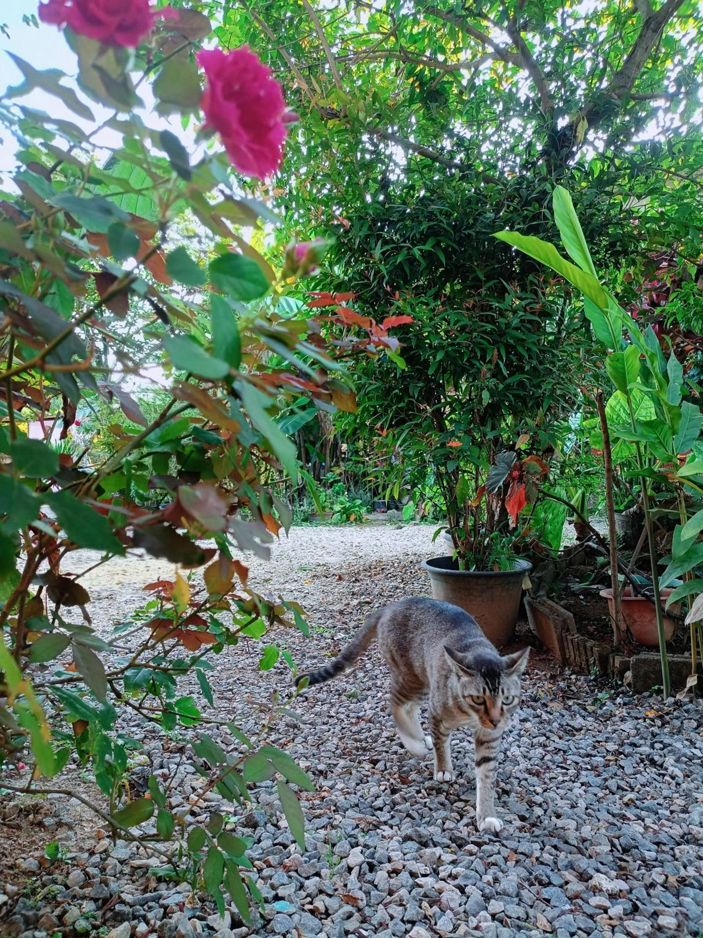 Six Nature Resort