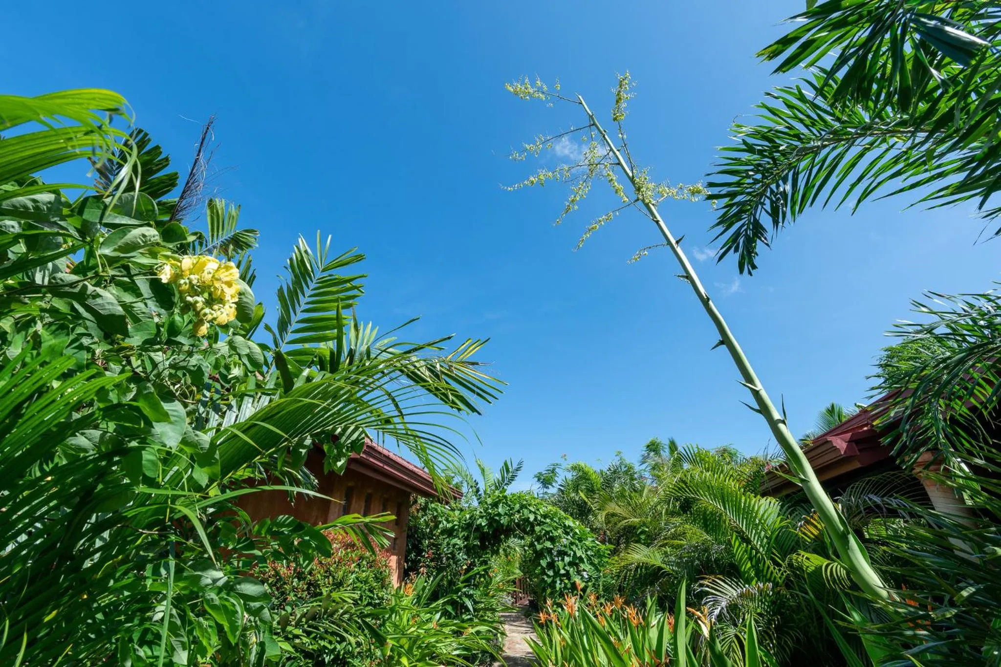 Garden in D Canal House