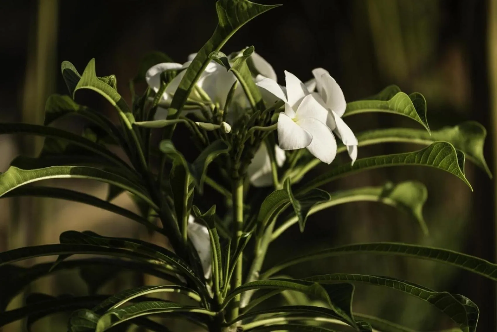 Garden in D Canal House