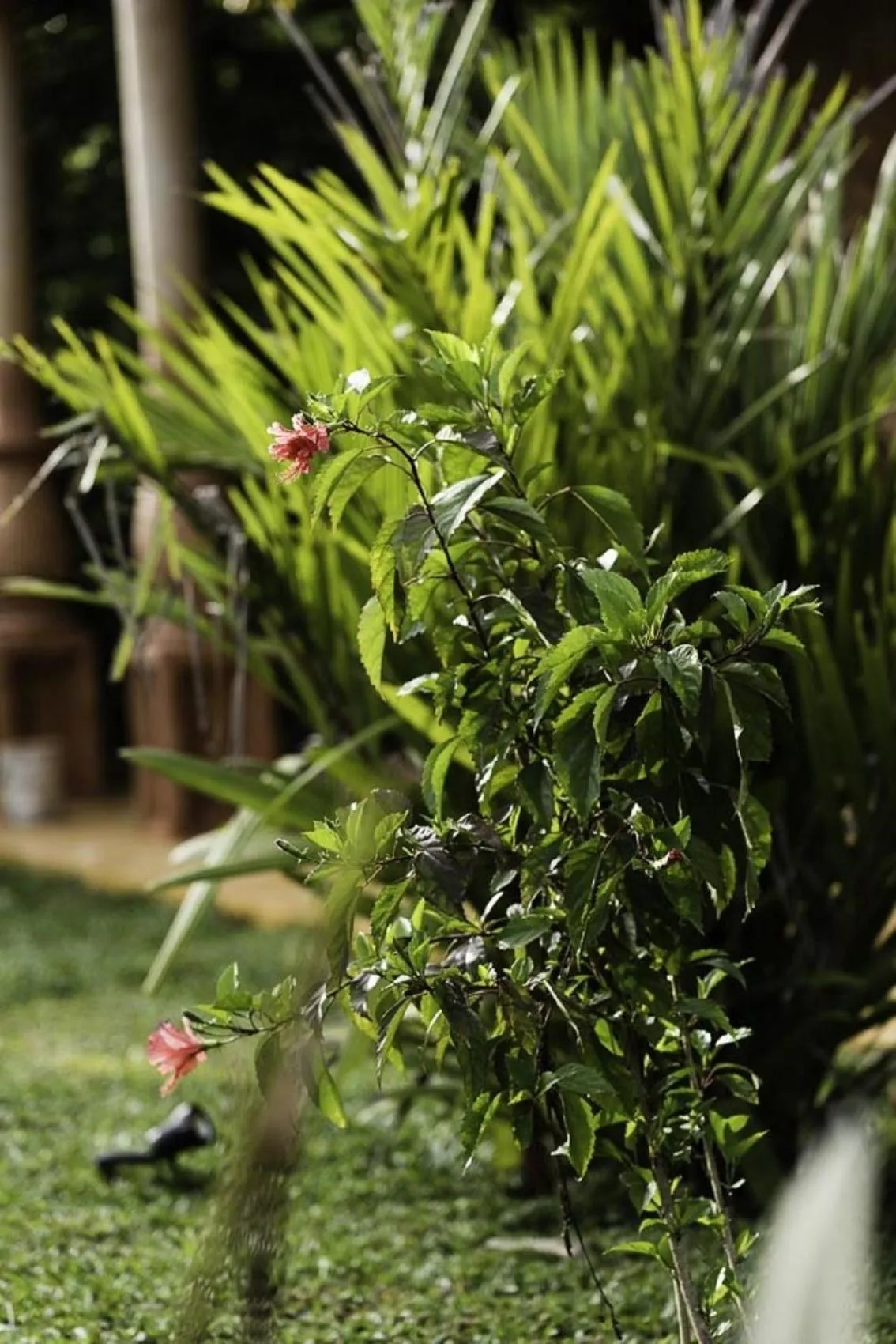 Garden in D Canal House