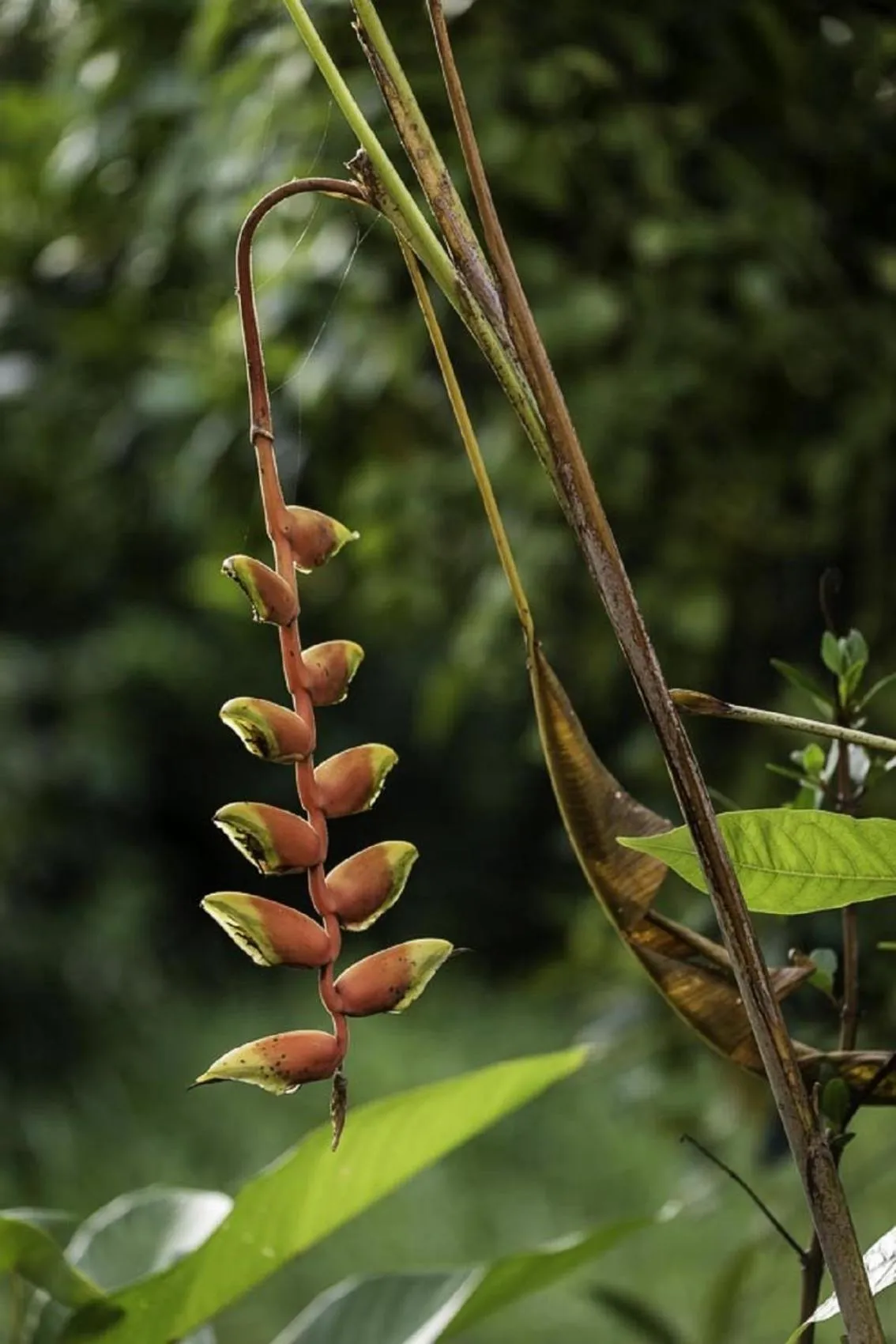 Garden in D Canal House