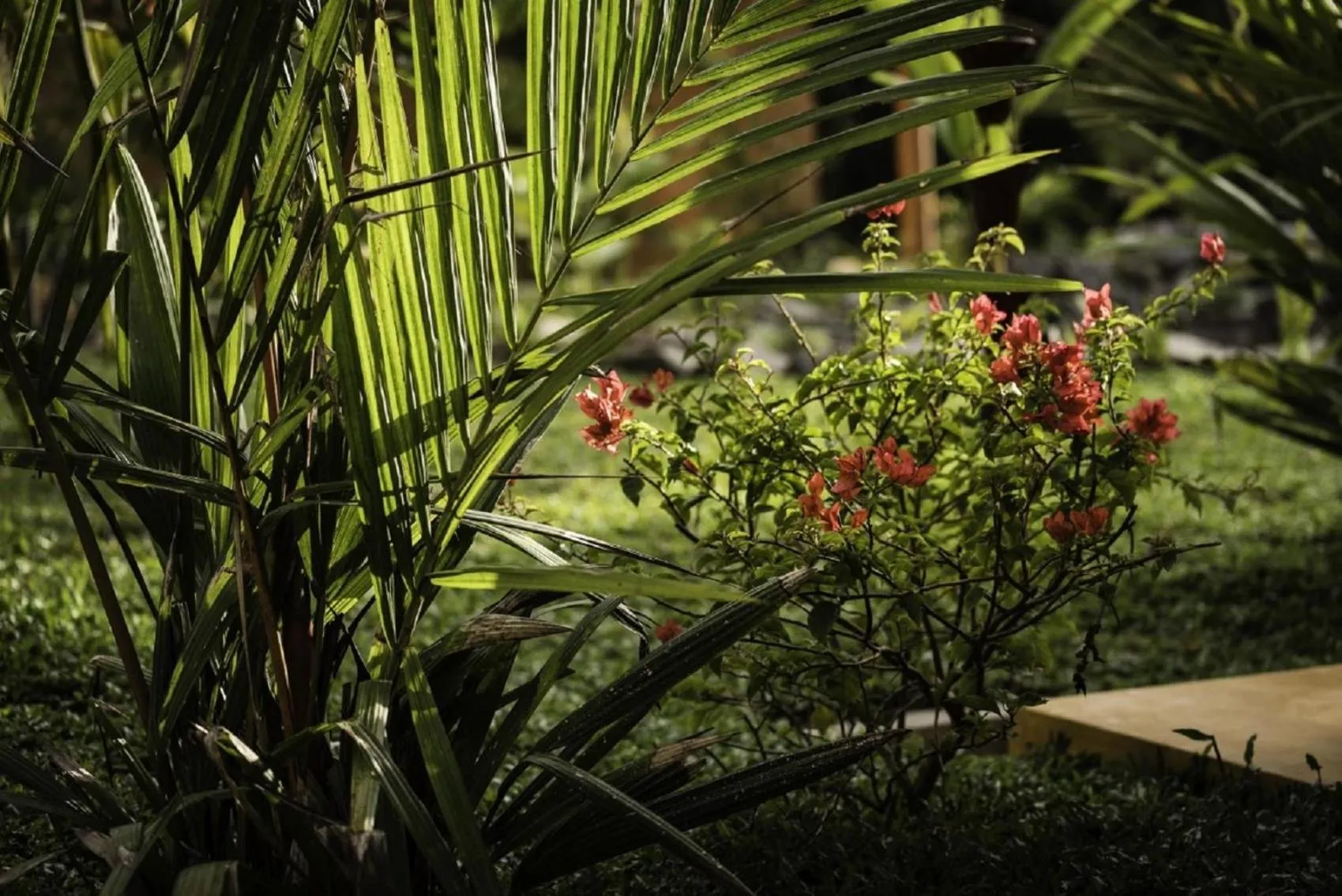 Garden in D Canal House