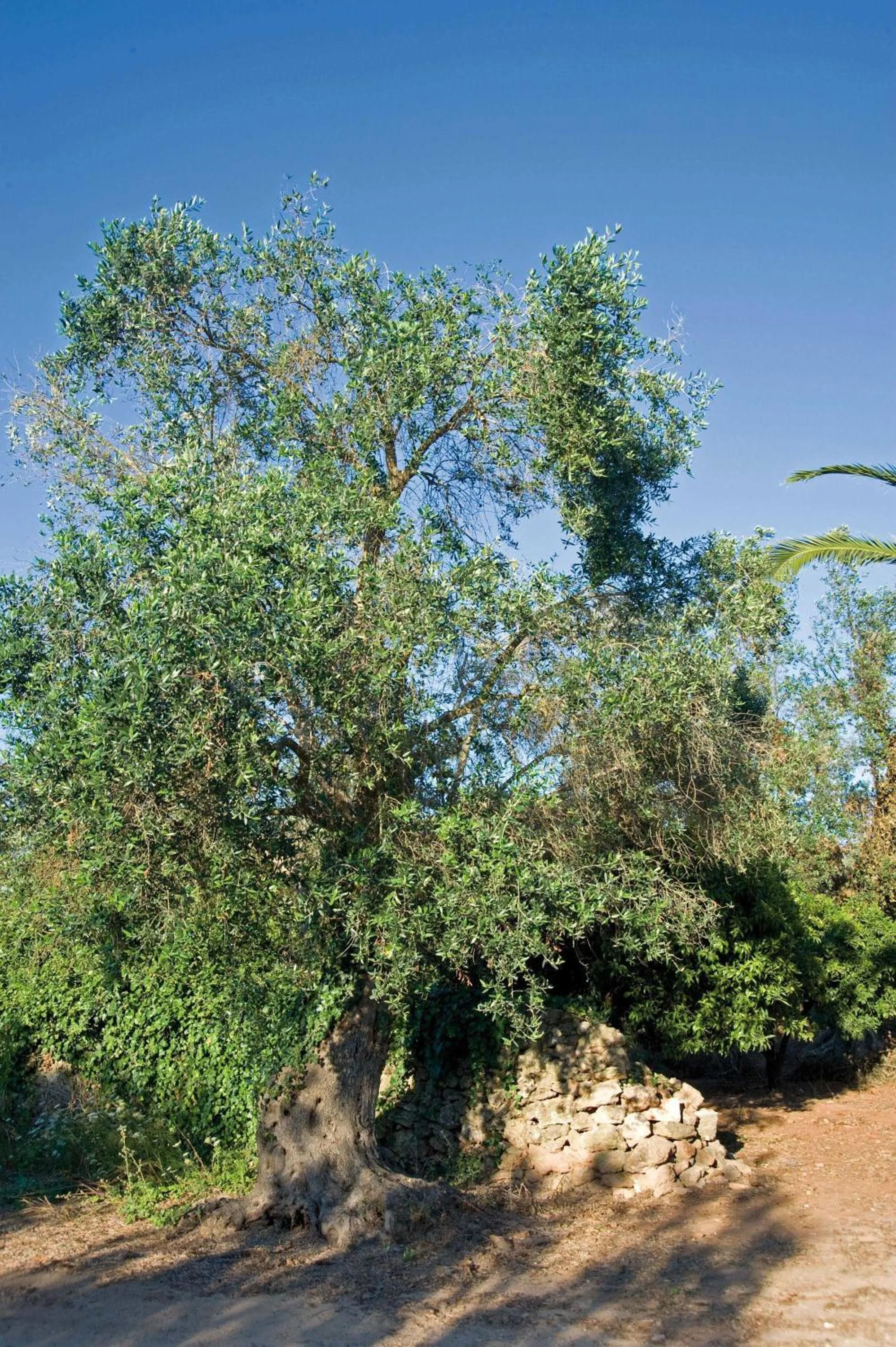 Garden in Tenuta Badessa