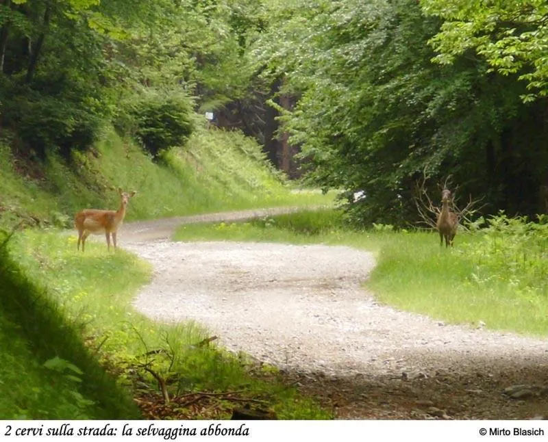 Animals in Albergo Ristorante Guidi