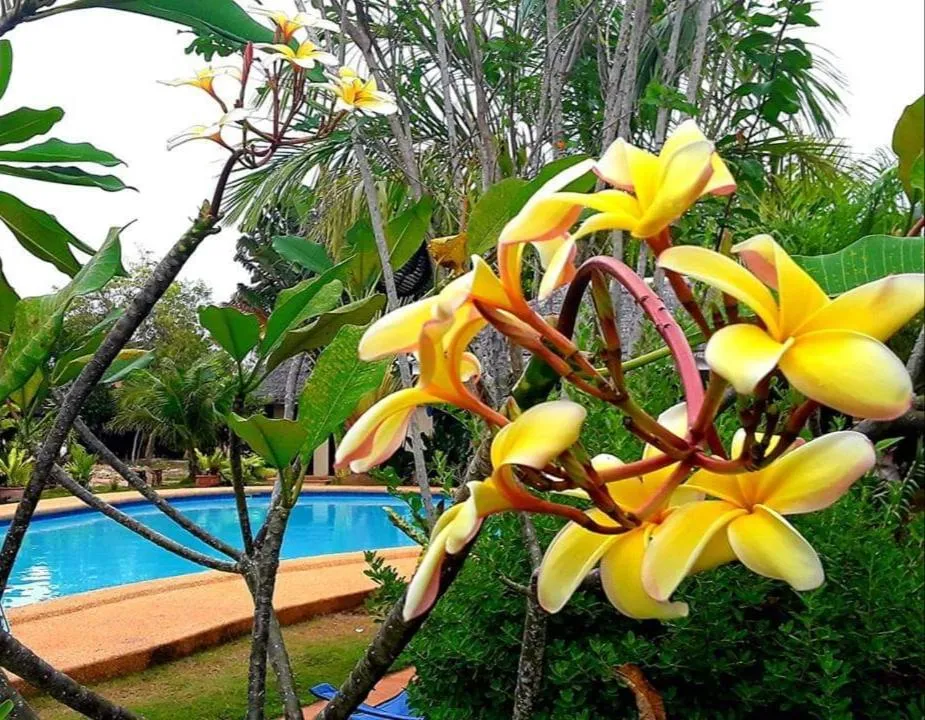 Pool view in Adayo Cove Resort