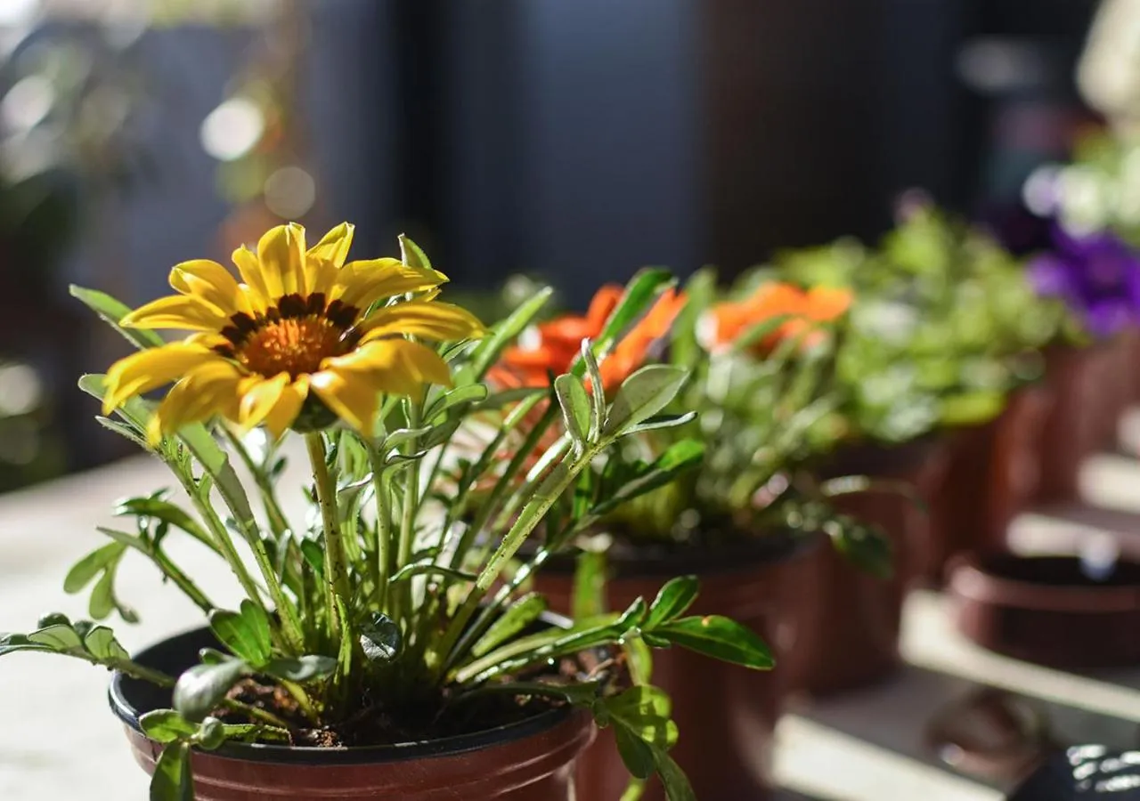 Garden in Essaouira Youth Hostel & Social Travel