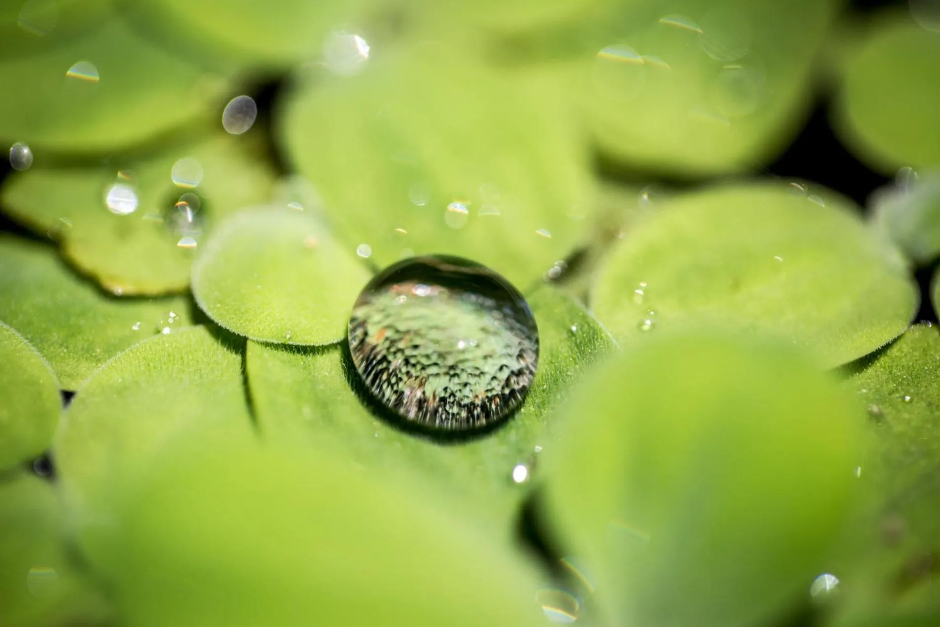 Sombra e Água Fresca Floresta