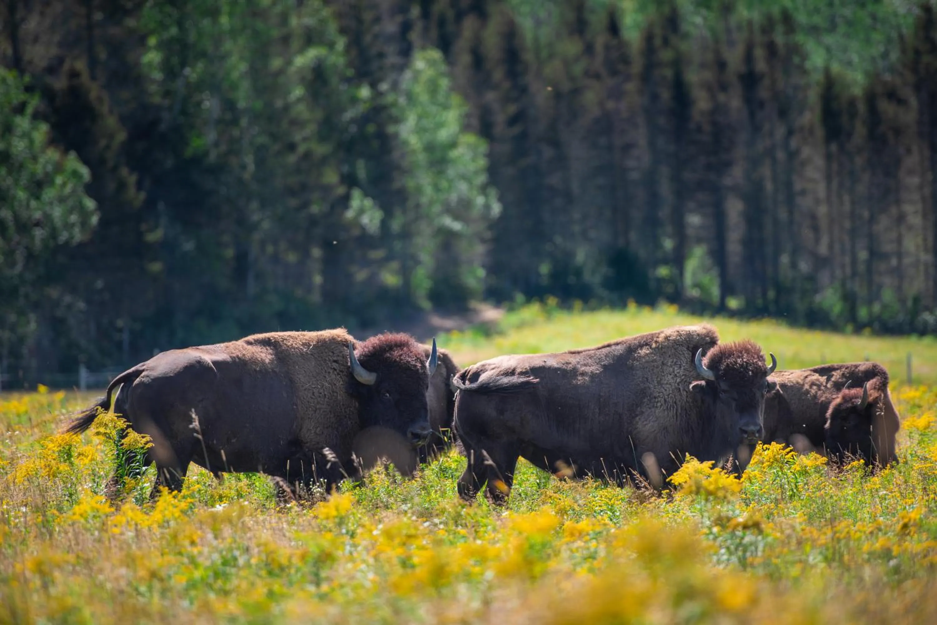 Centre de Vacances 5 Étoiles Family Resort