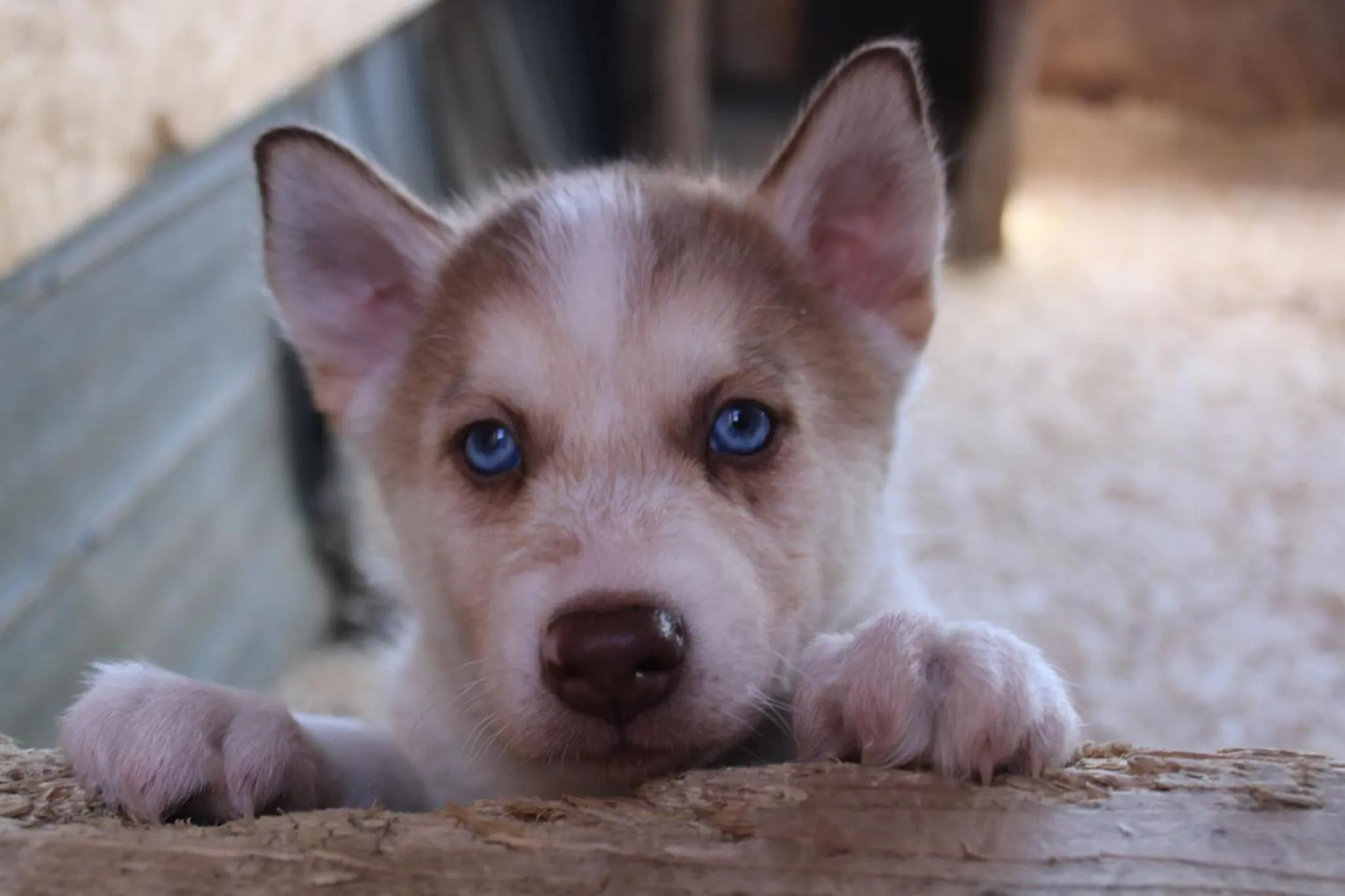 Centre de Vacances 5 Étoiles Family Resort