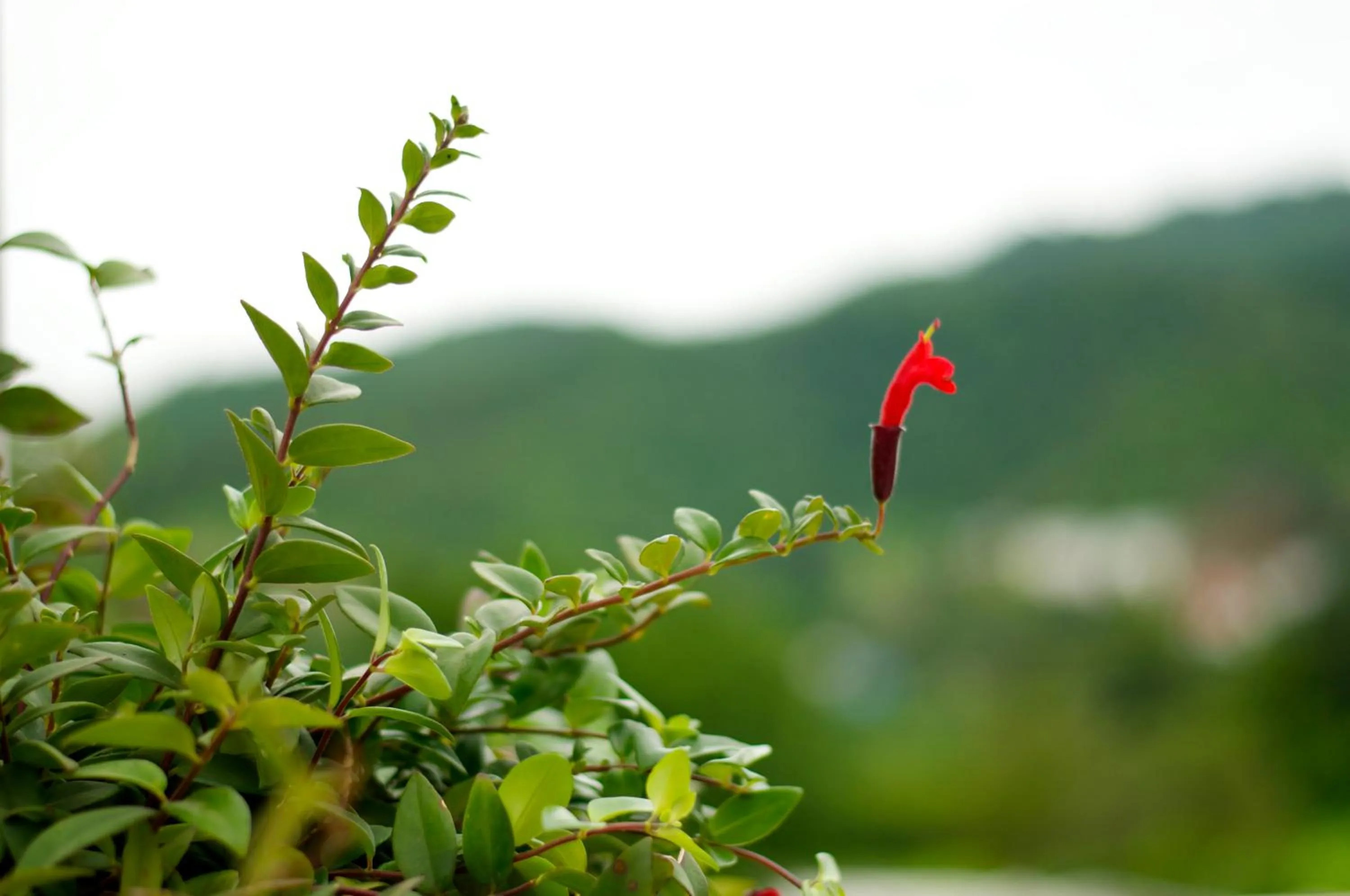 Decorative detail in Proud Phu Fah Maerim Resort