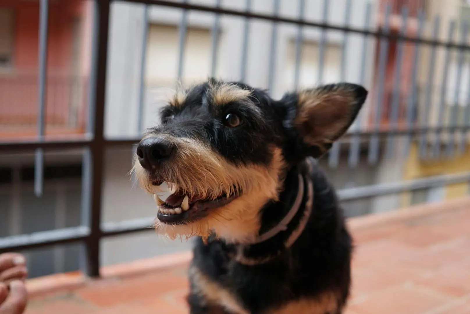 Pets in Hotel Ramis fundado en 1969