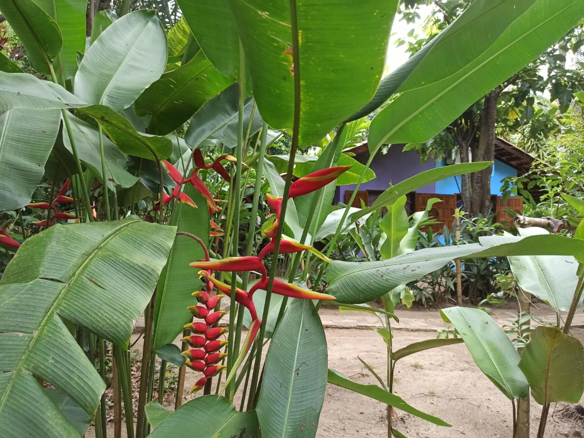 Garden in Pousada Horizonte Azul