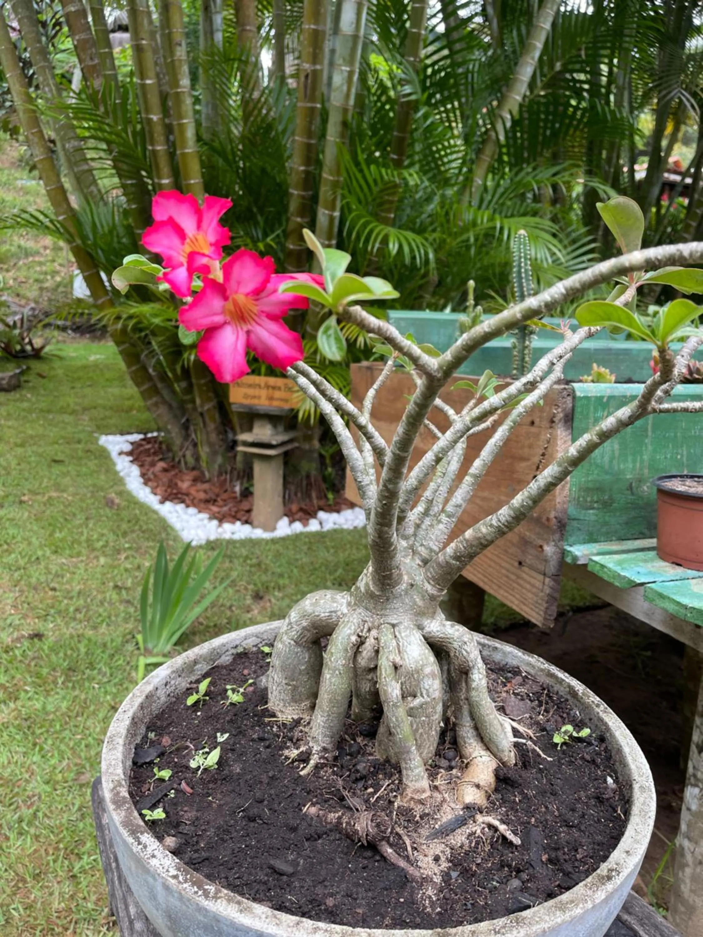 Garden in Pousada Horizonte Azul