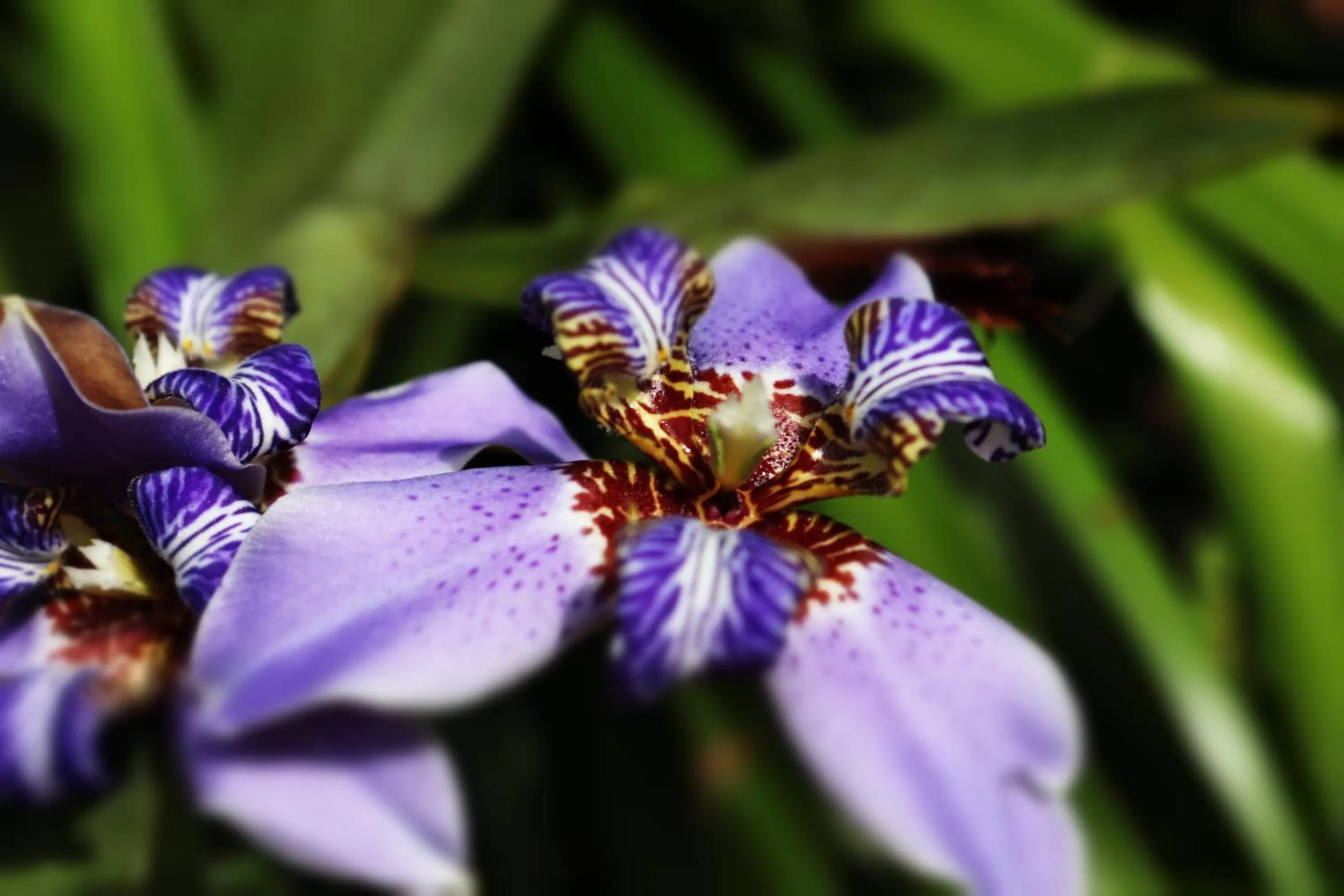 Garden in Pousada Horizonte Azul