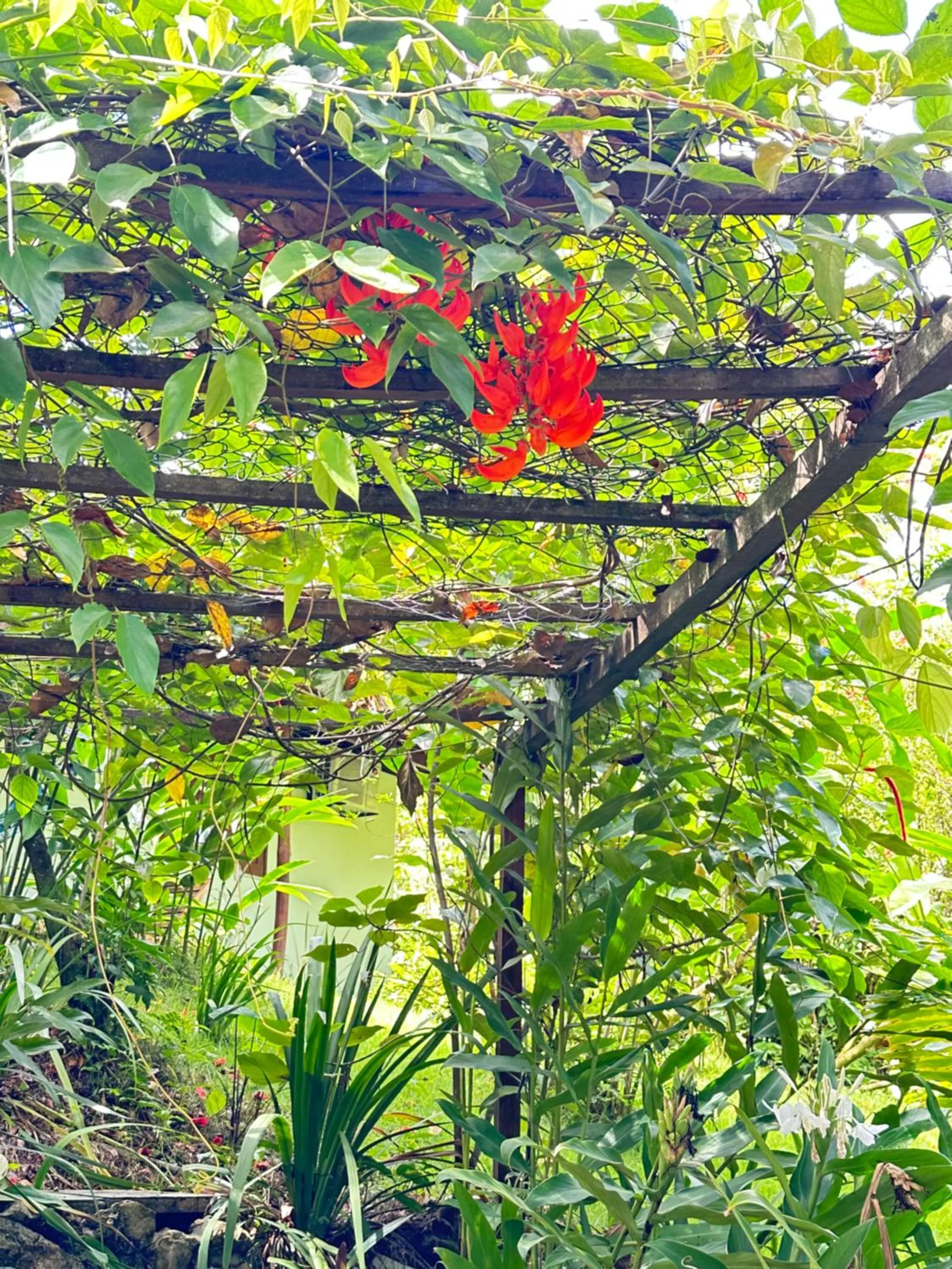 Garden in Pousada Horizonte Azul