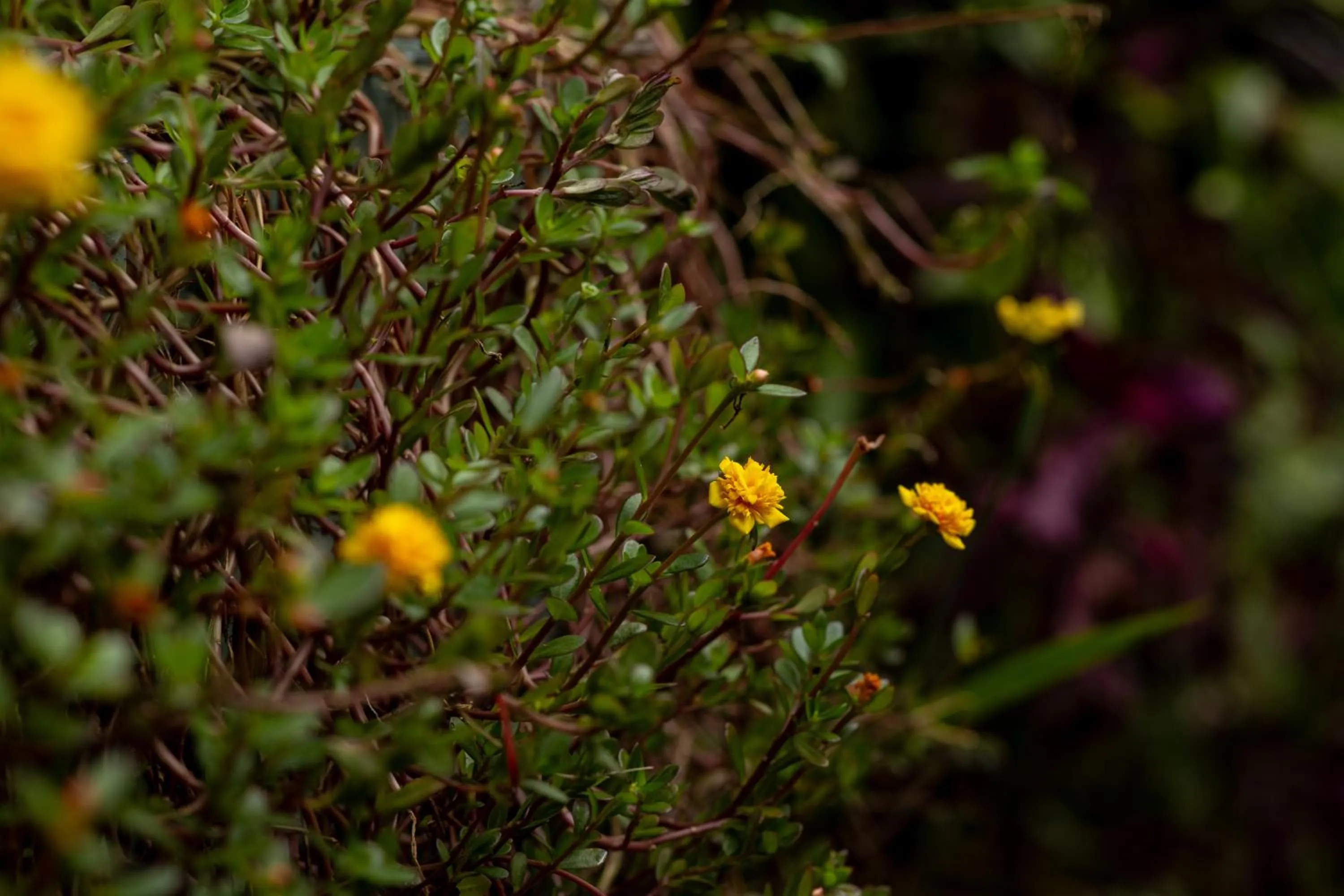 Garden in Pousada Horizonte Azul