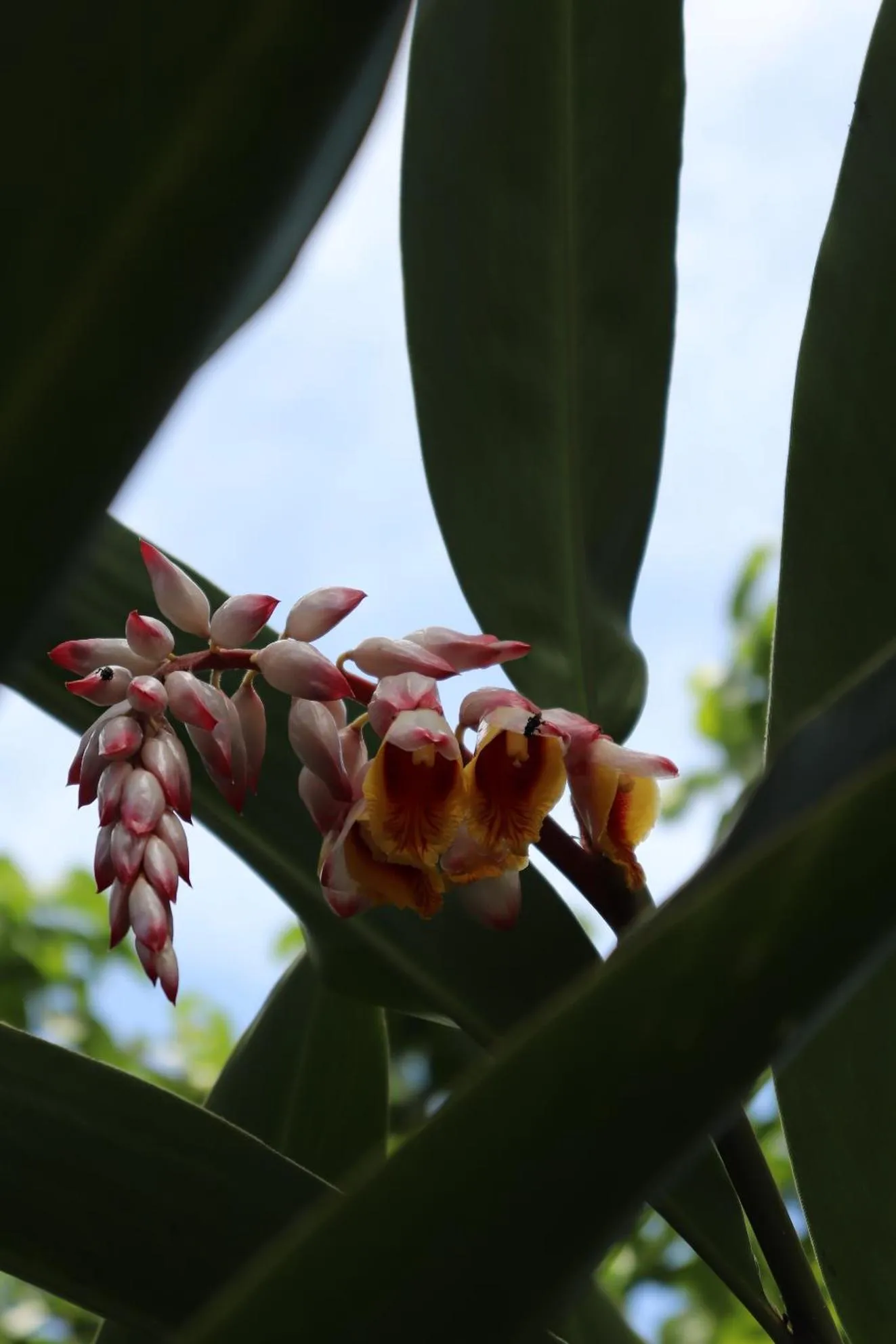 Garden in Pousada Horizonte Azul